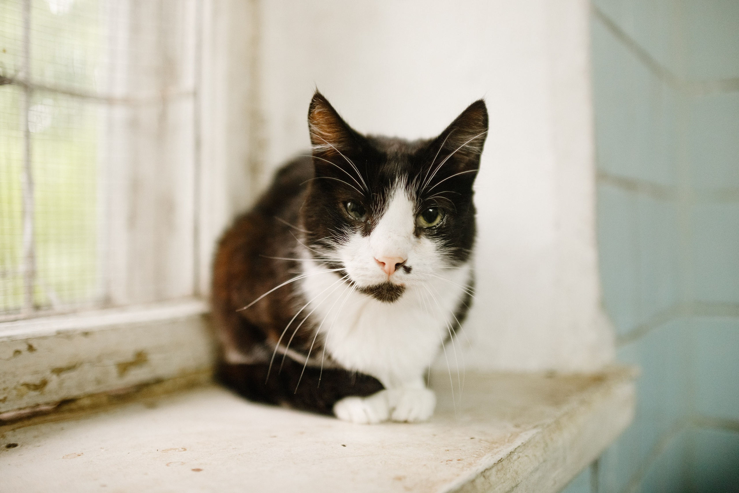Shelter's cats for adoption. Kaja | fotograf we Wrocławiu | ludzie i psy