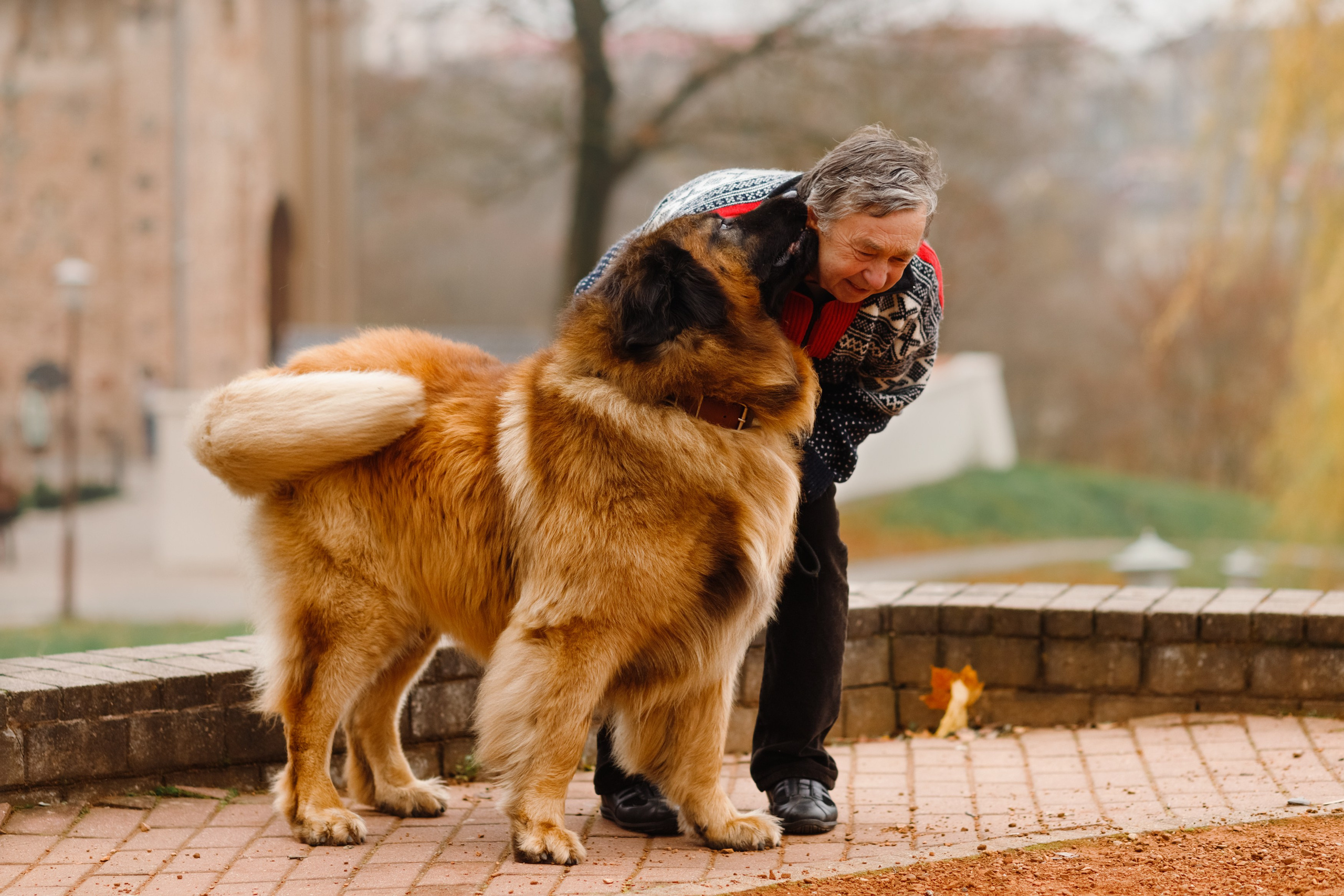 Leonbergers. Kaja | fotograf we Wrocławiu | ludzie i psy