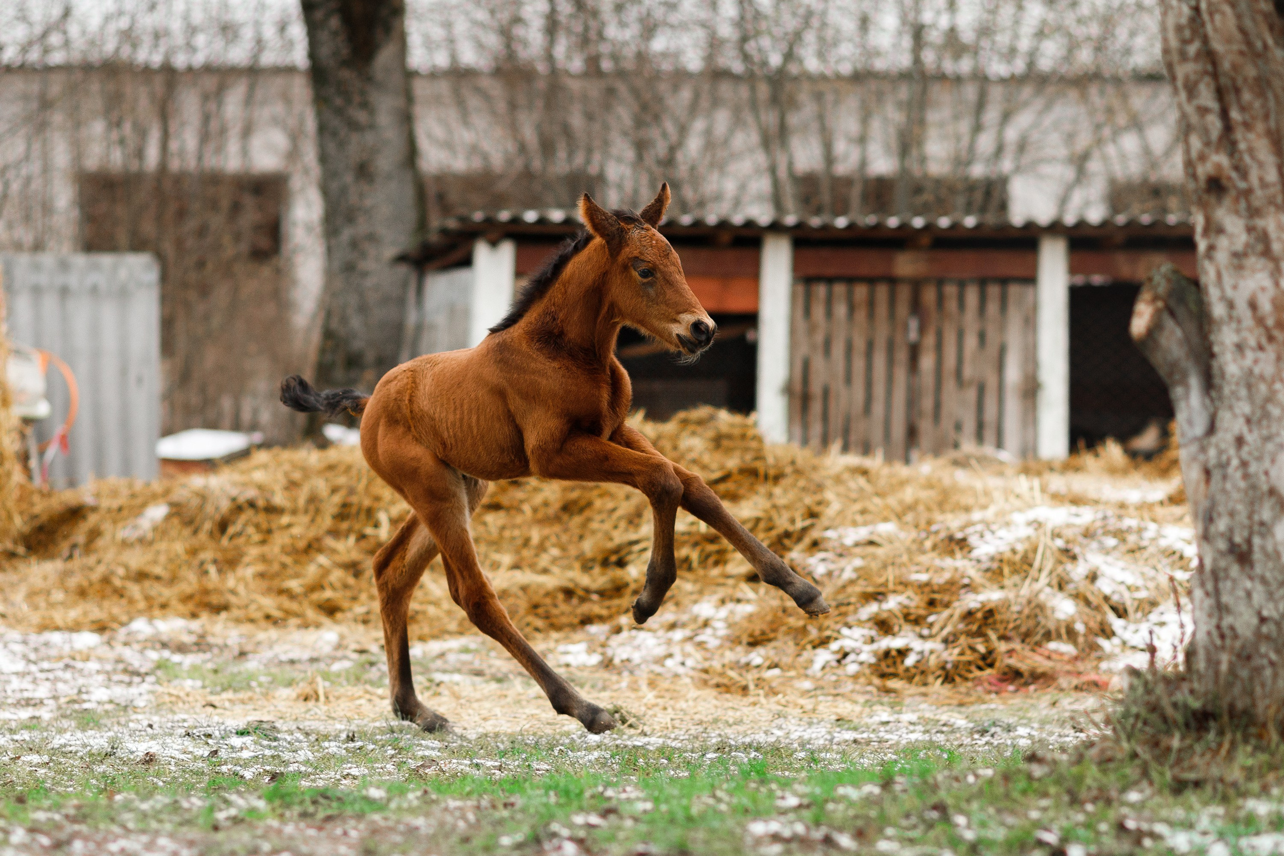 Winter stable. Kaja | fotograf psów we Wrocławiu