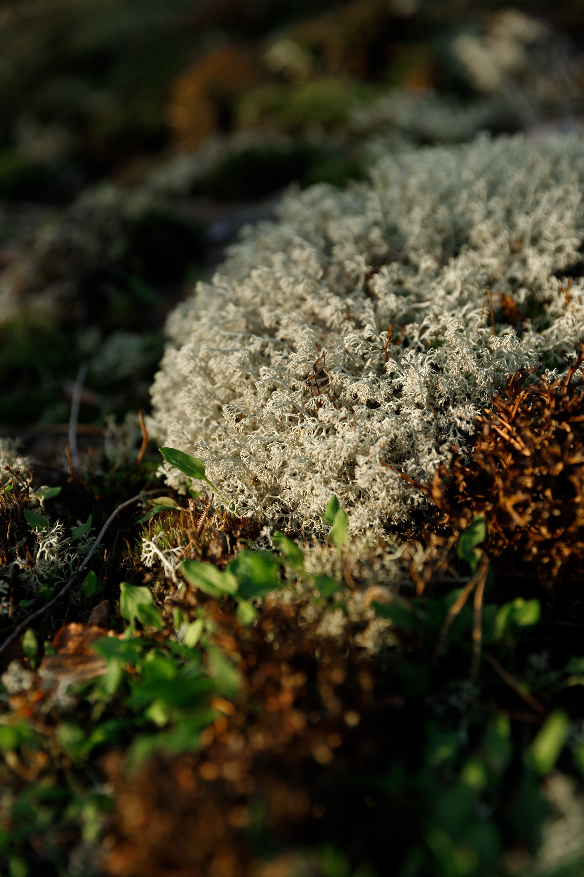Turku. Kaja | fotograf psów we Wrocławiu