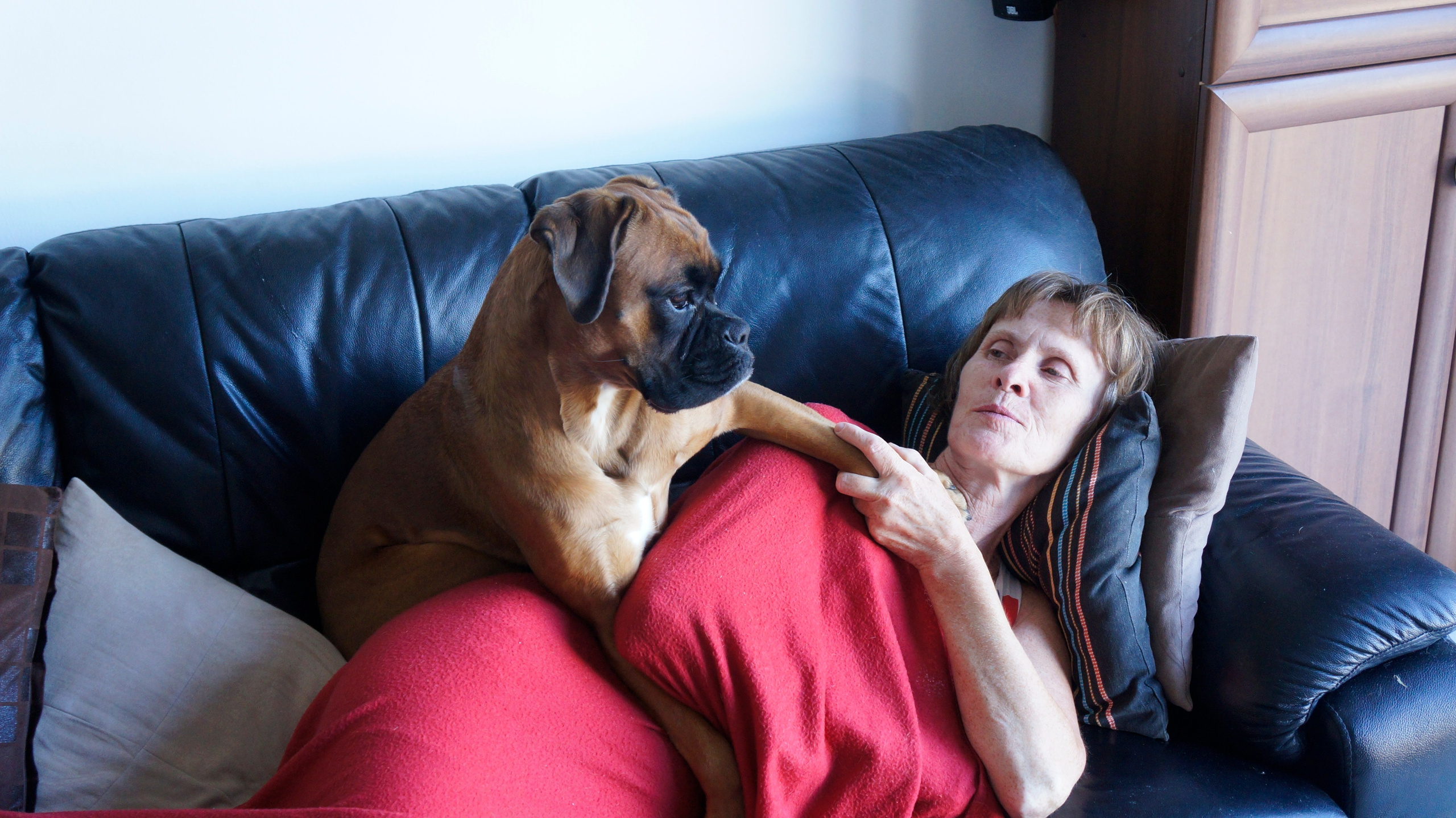 My ״Star״ Boxer Dog