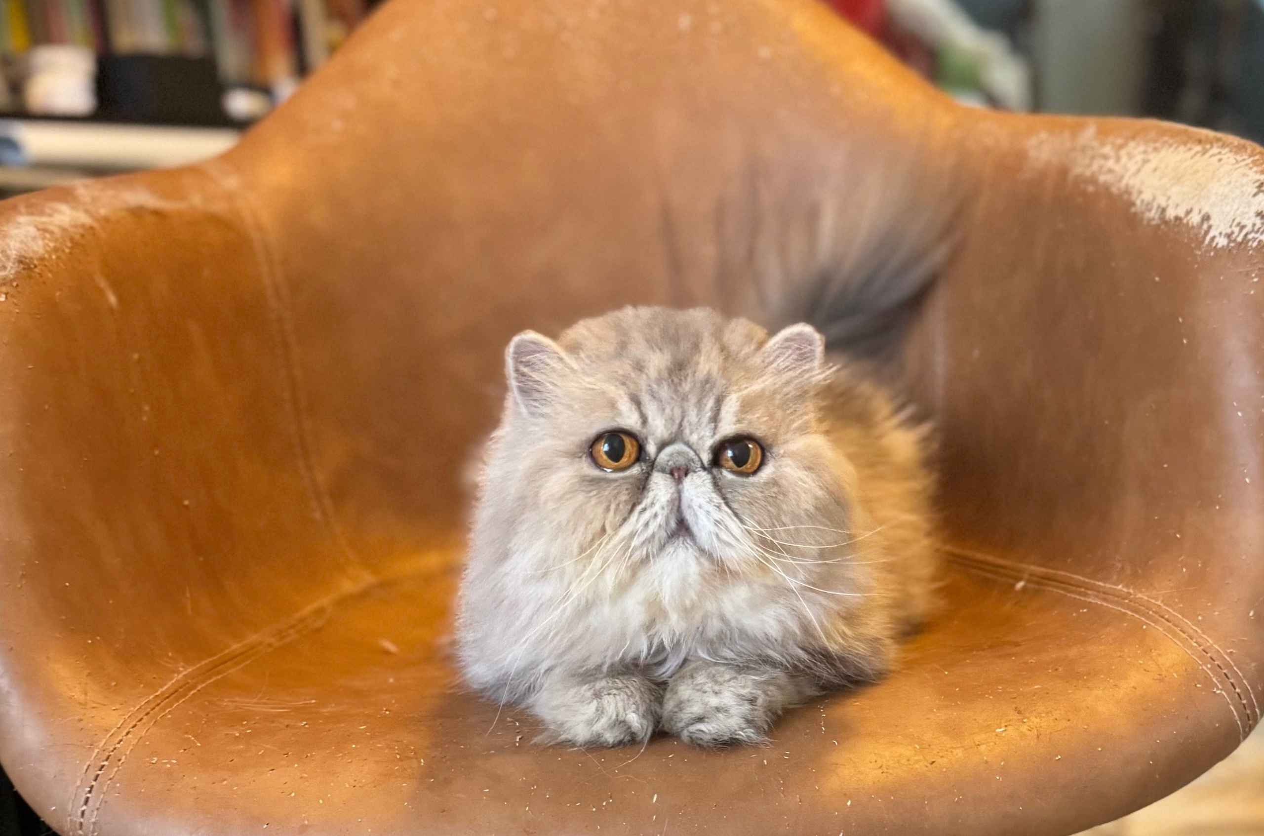 YAYA IS A SWEET GIRL, SUITABLE FOR MANY FAMILIES, VERY BEAUTIFUL PERSIAN FEMALE, GROOMING IS NEEDED. SHE'S SAPYED ALREADY.