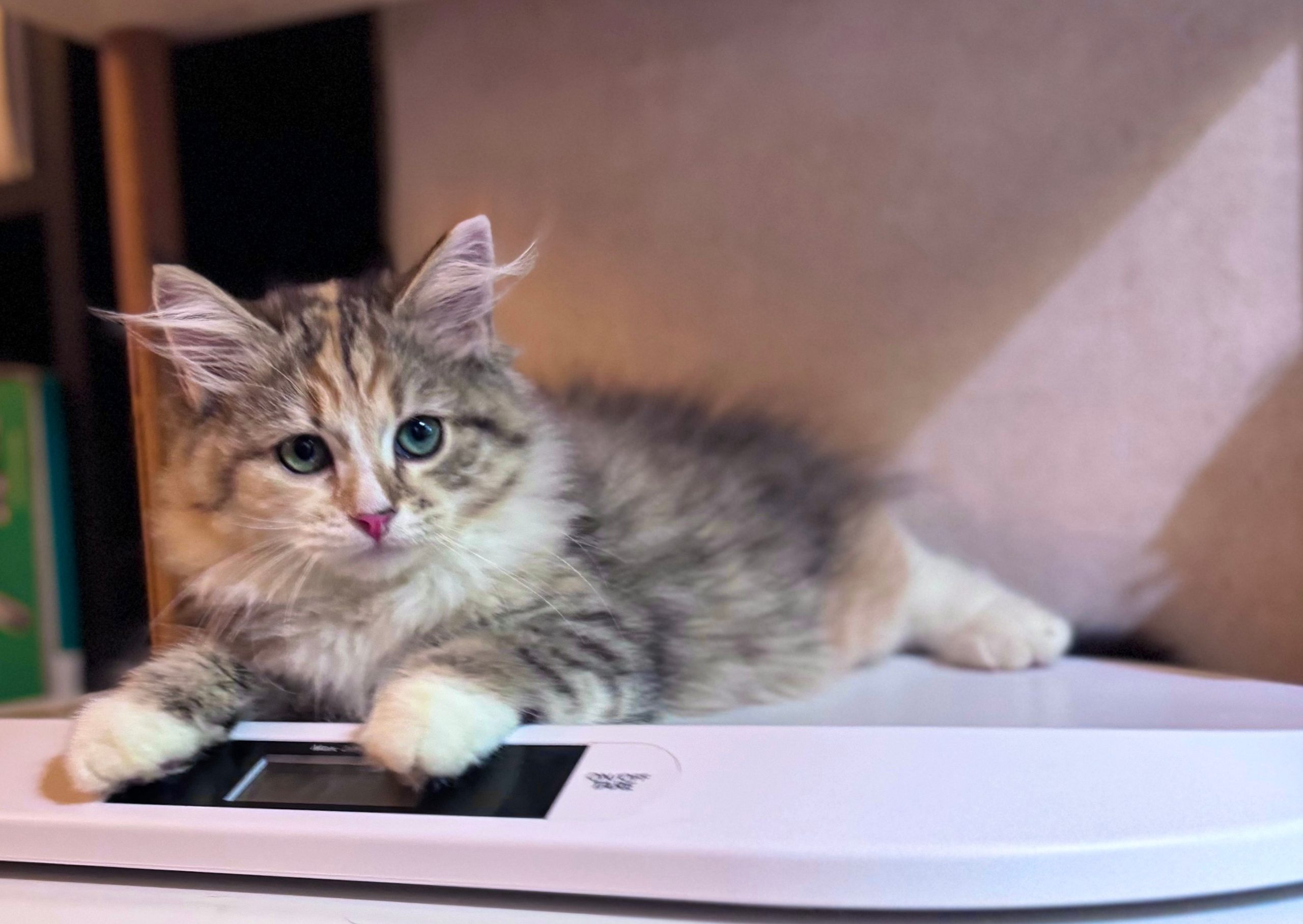 LEMON GREEN SIBERIANS LITTER OTMA