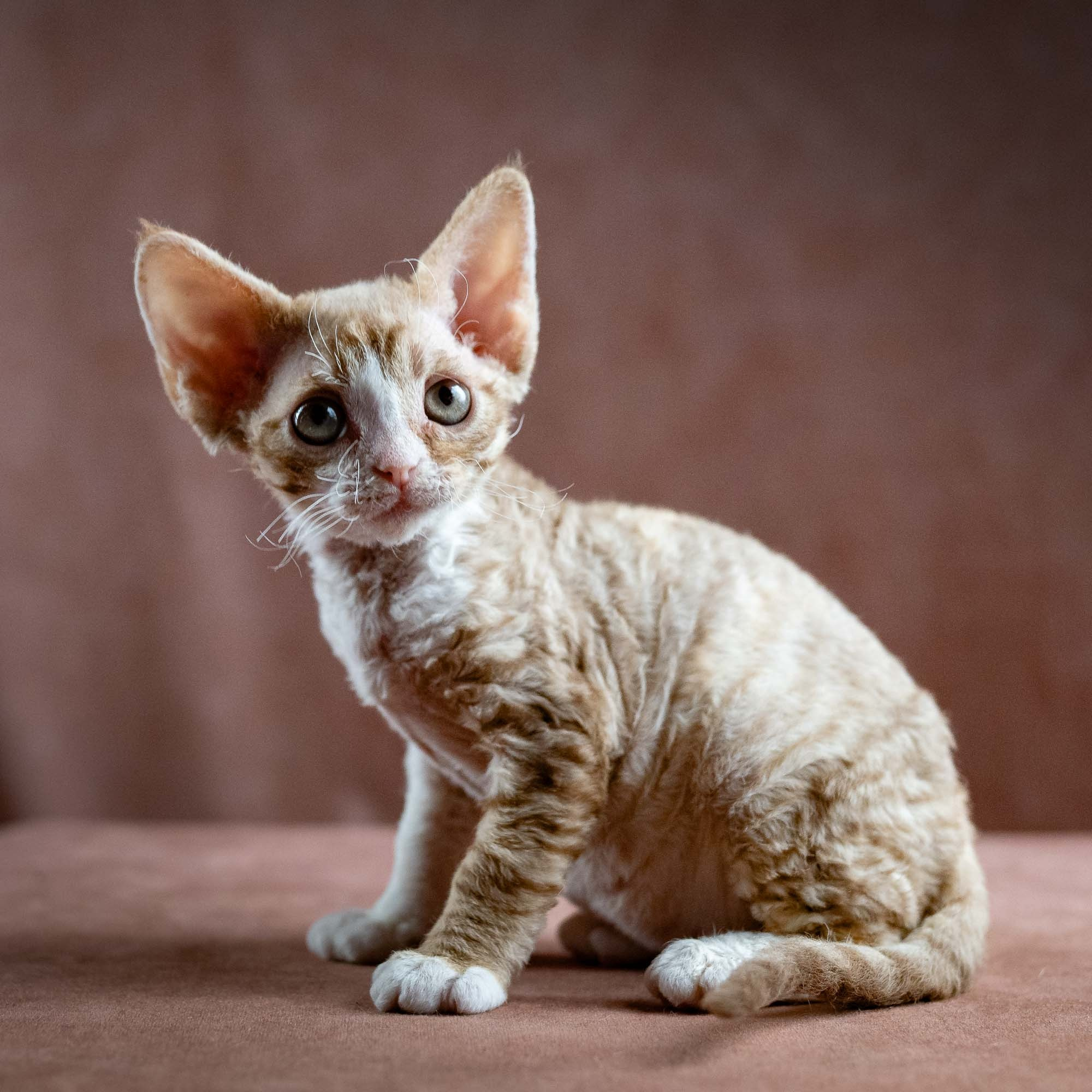 Houston, girl, born 04.20.25. Devon Rex Pixie Cattery