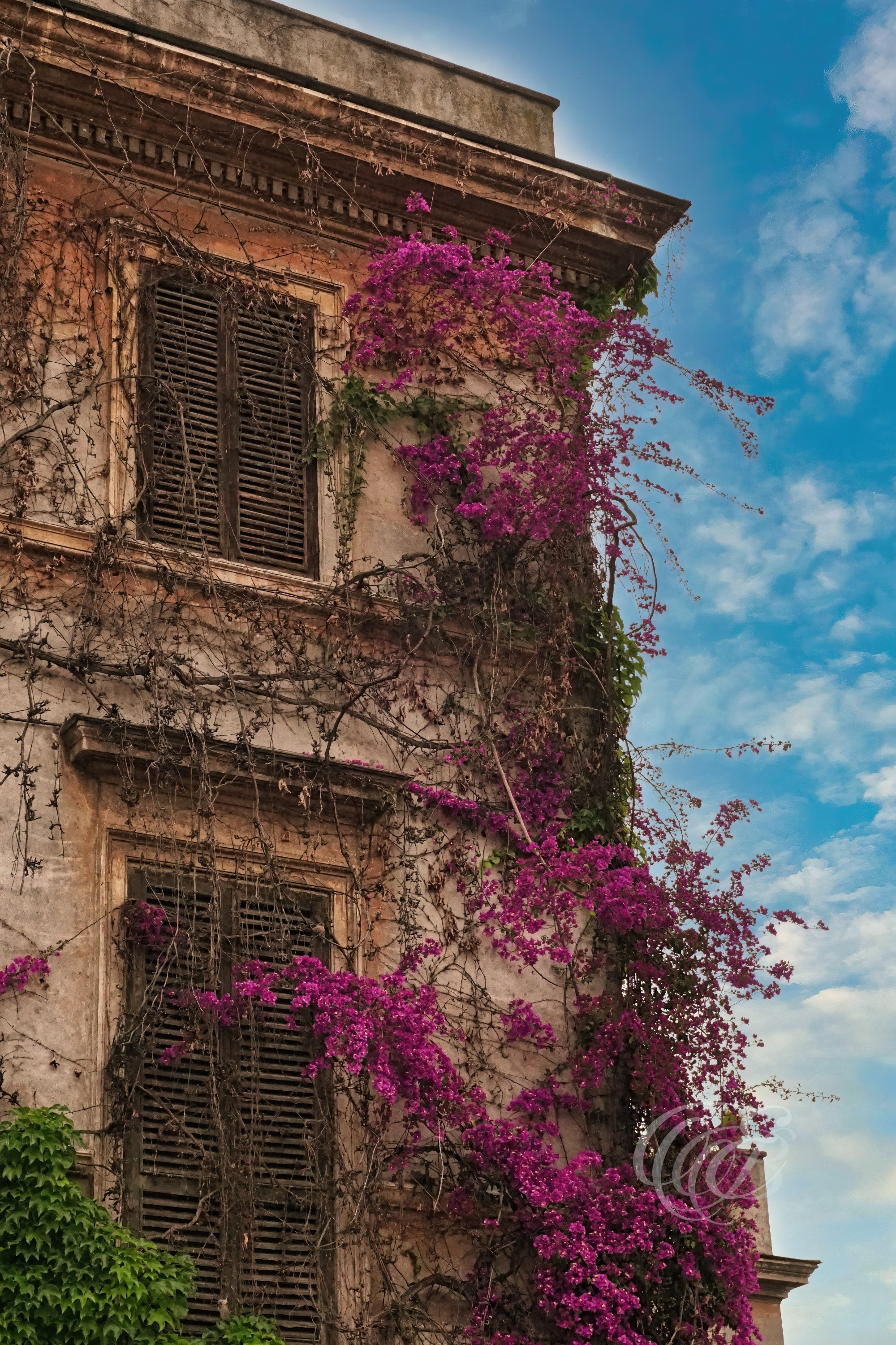 Photography of Italy — Bugambilia in Bloom on a Trastevere Building — Eduardo Bartoli Fine Art & Travel Photography