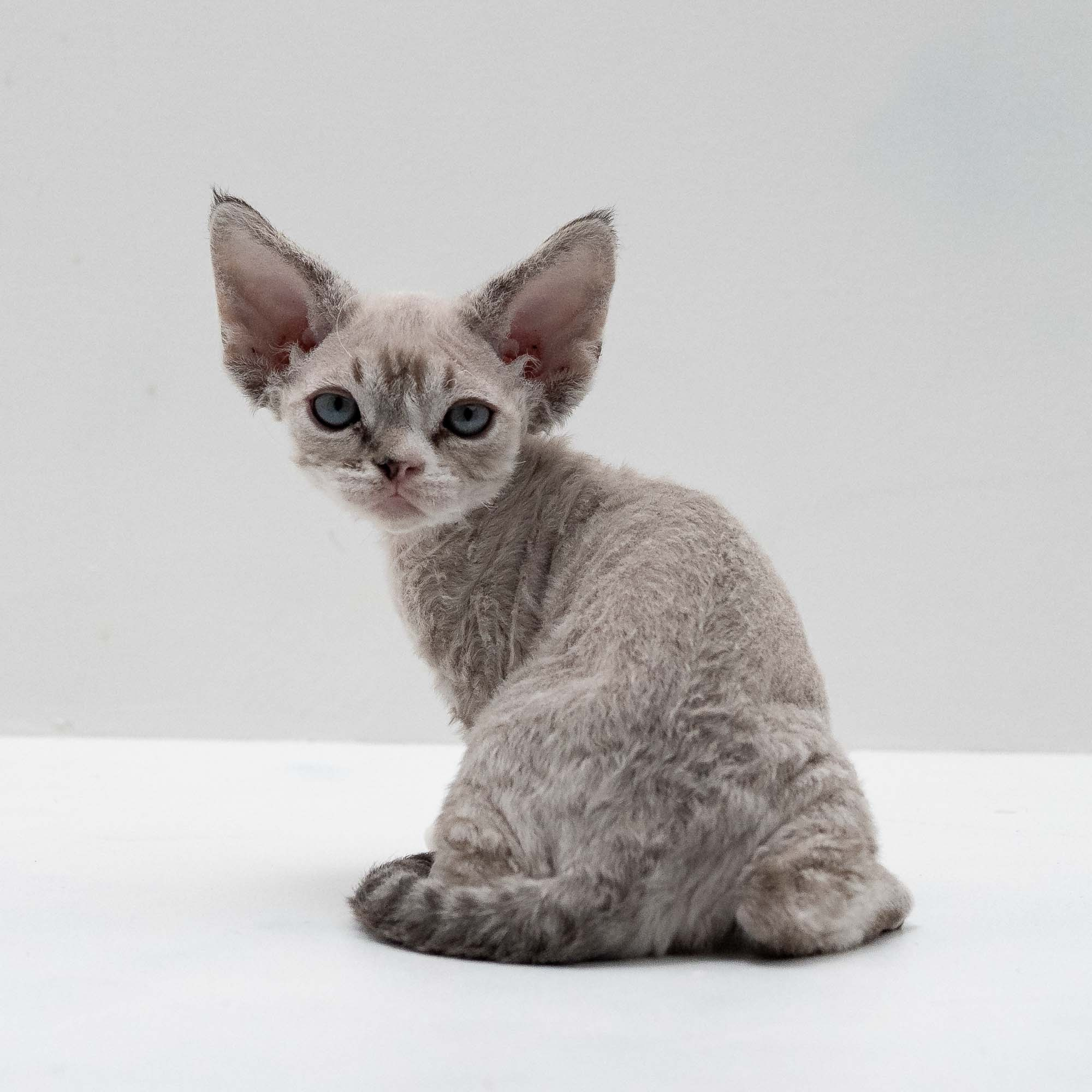 Fuzzy, boy, born on 01.01.25. Devon Rex Pixie Cattery