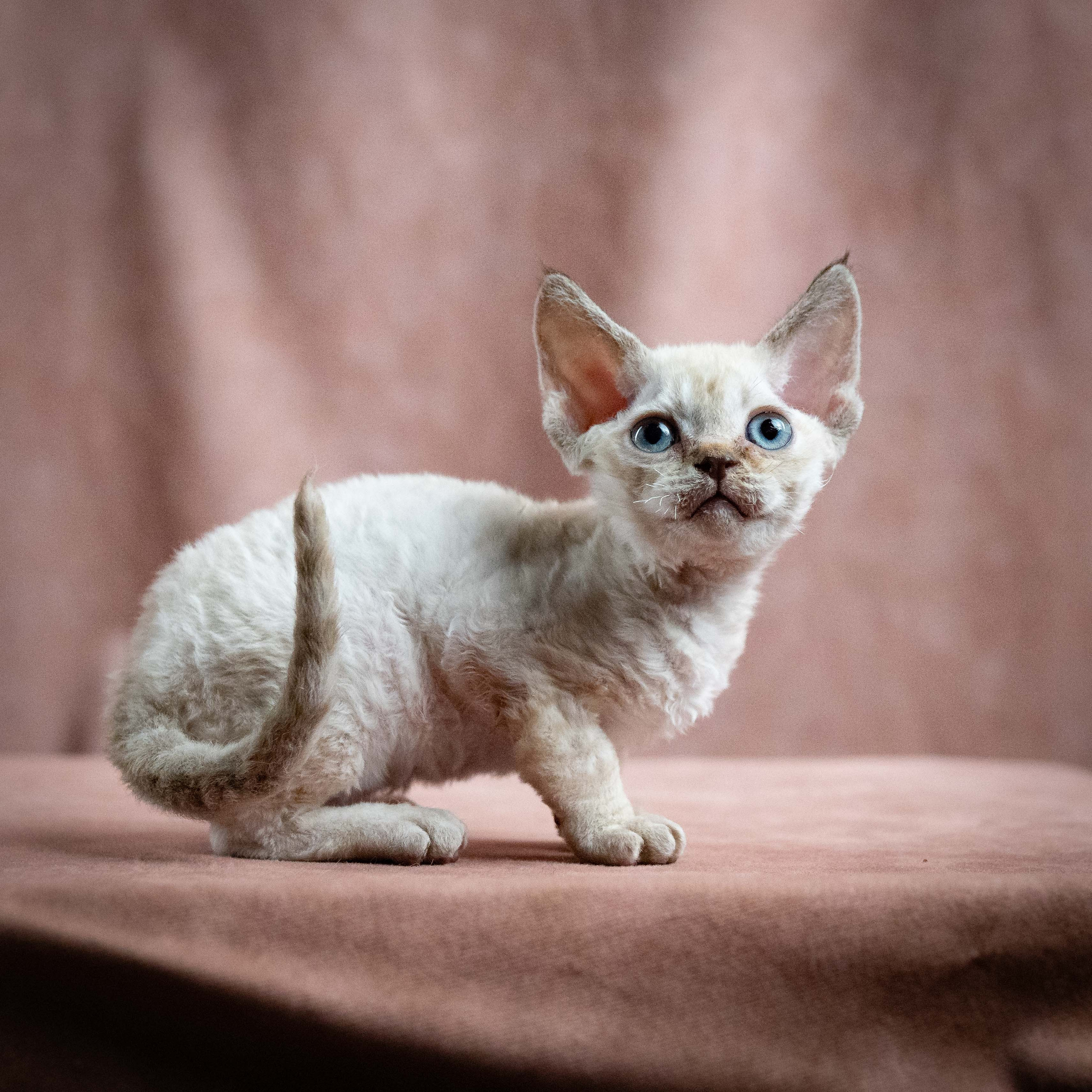 Maya, girl, born 01.15.26. Devon Rex Pixie Cattery