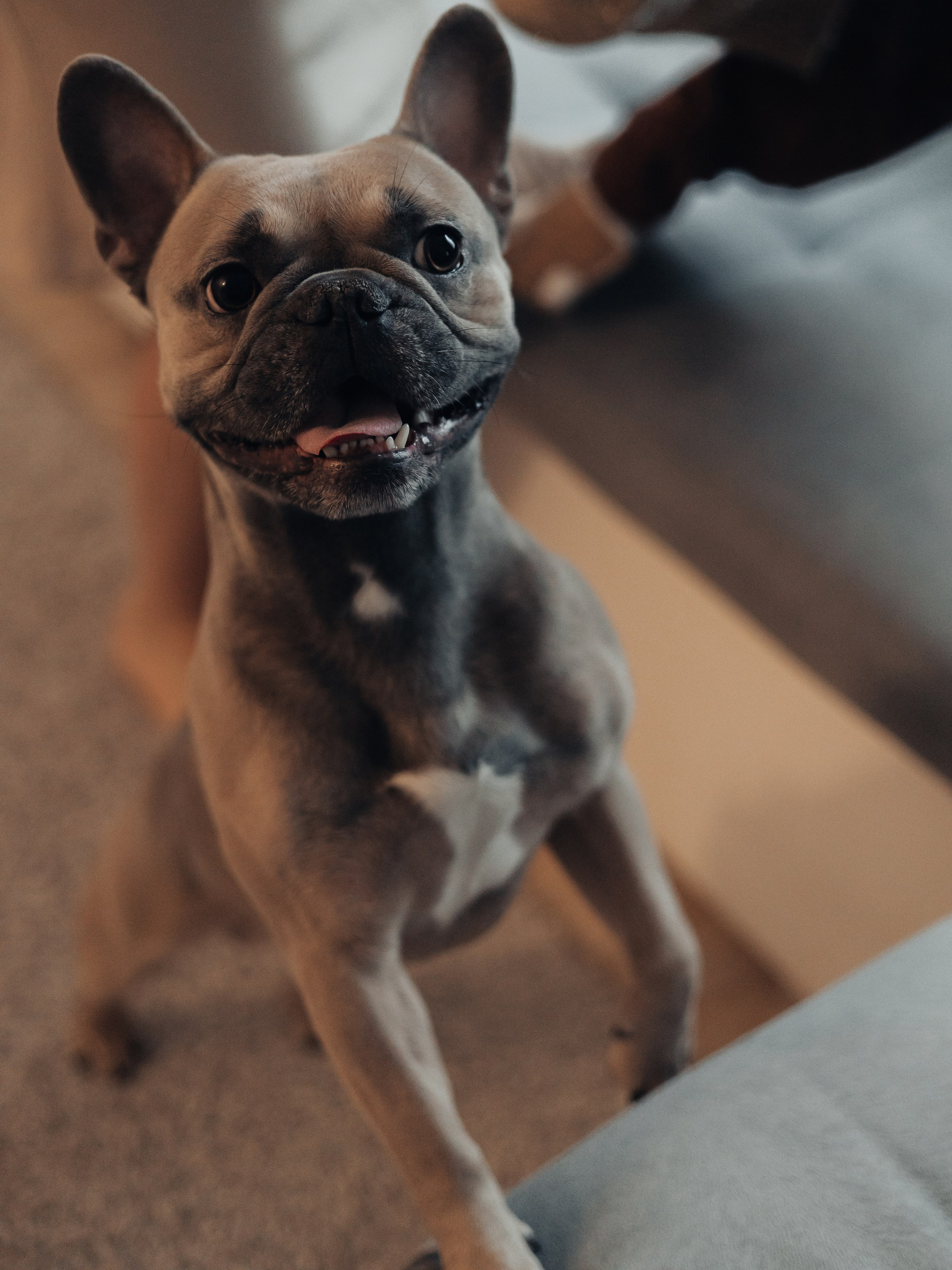 Ингрид, Евгений, Андрей и Джани. Семейный фотограф в Таллинне Дарья Кивимейстер