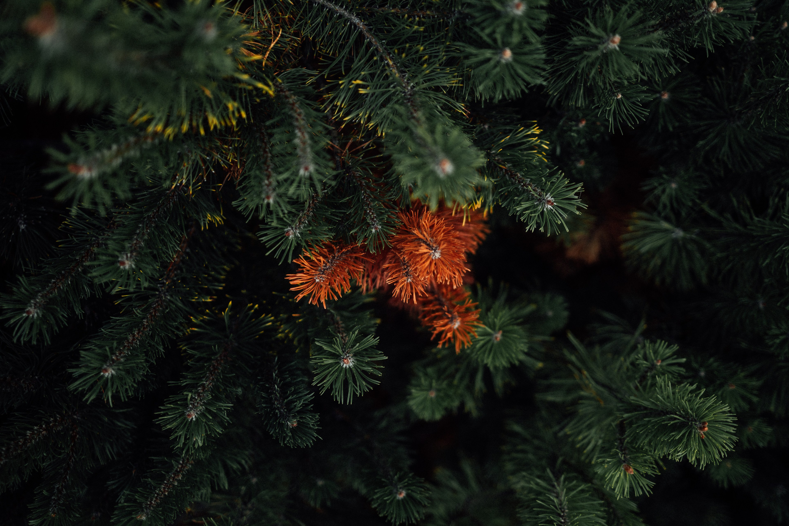 Street Photography. Portree- ja perefotograaf Anton Hansen Tallinnas, Eestis
