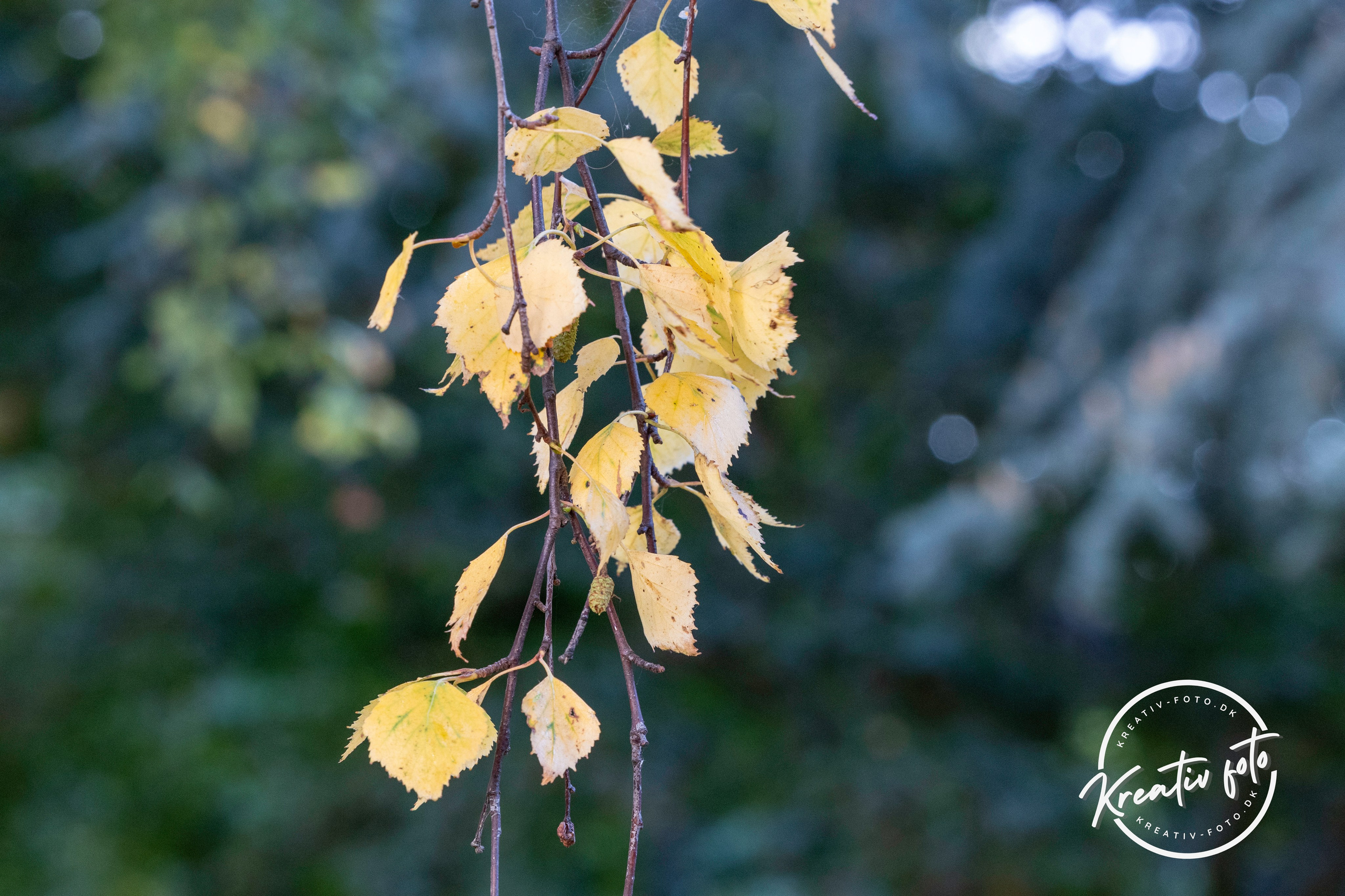 Efterår. Fotograf Aarhus | Portrætfoto Århus | Flotte billeder