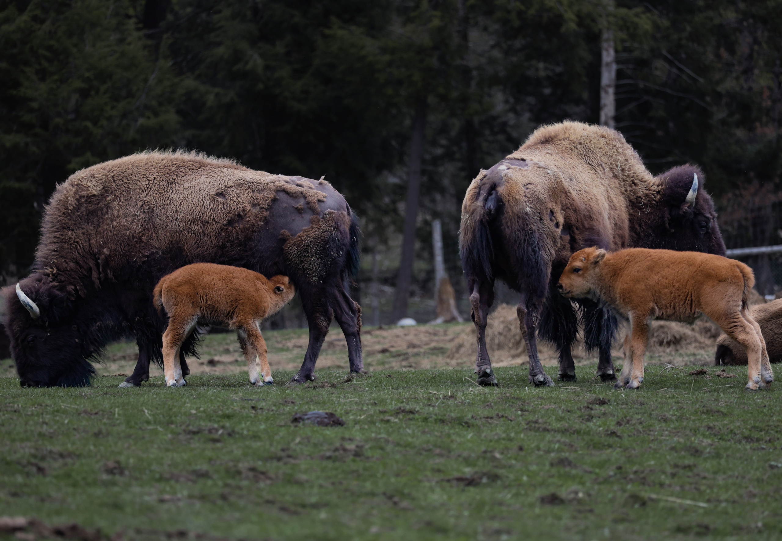 Nature & Wildlife. Navya Sispson | Portrait & Event Photography