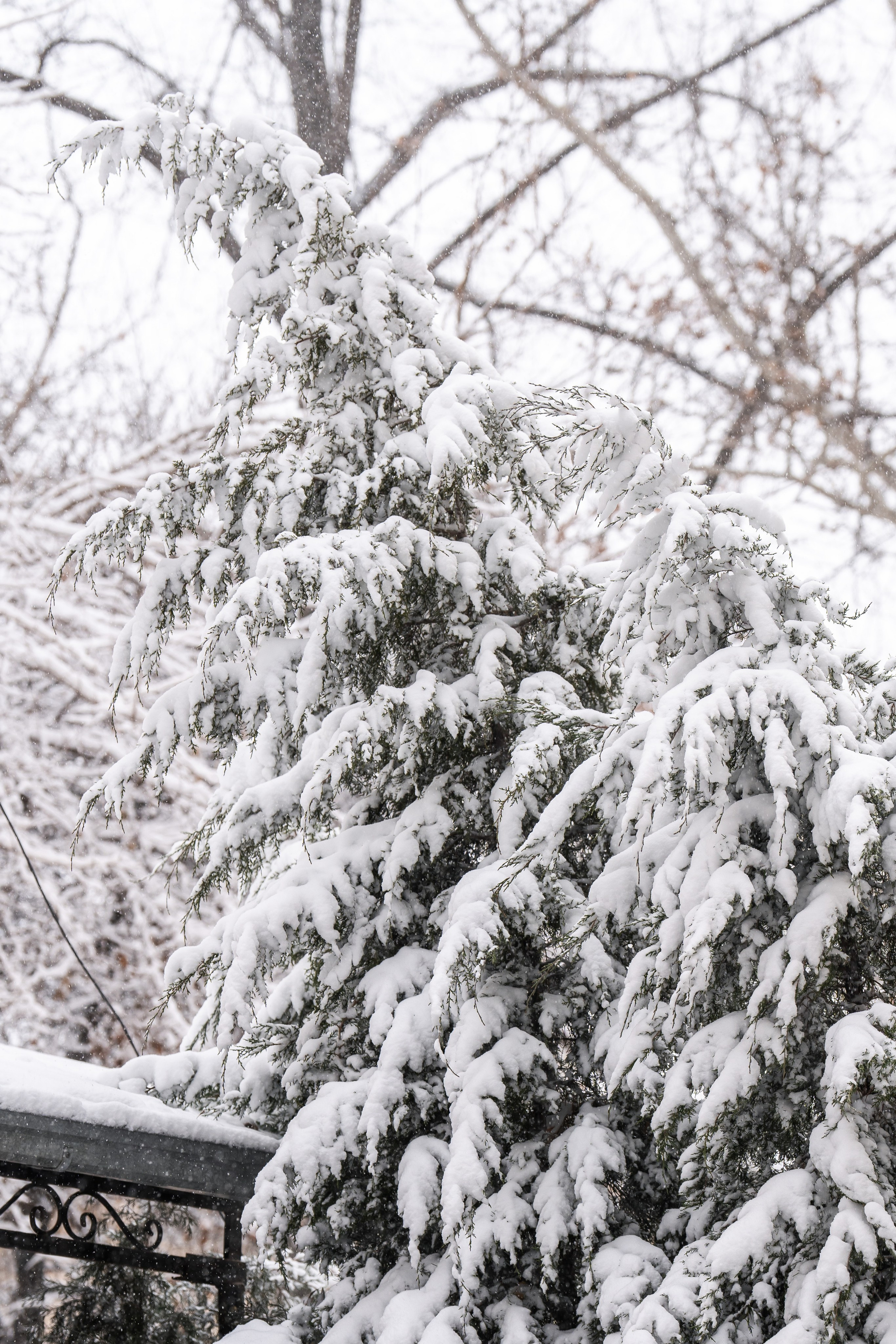 Снег. Георгий Намазов | Фотограф в Ташкенте