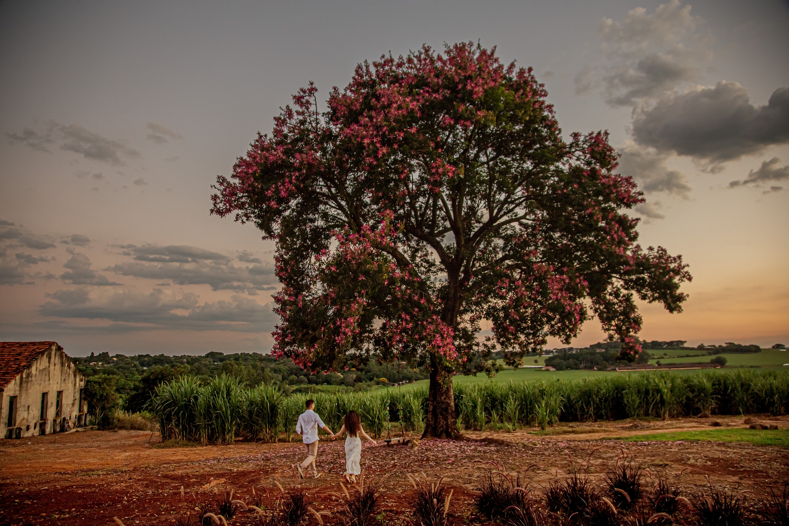 holambra ensaio pre wedding  linda foto  wfolio