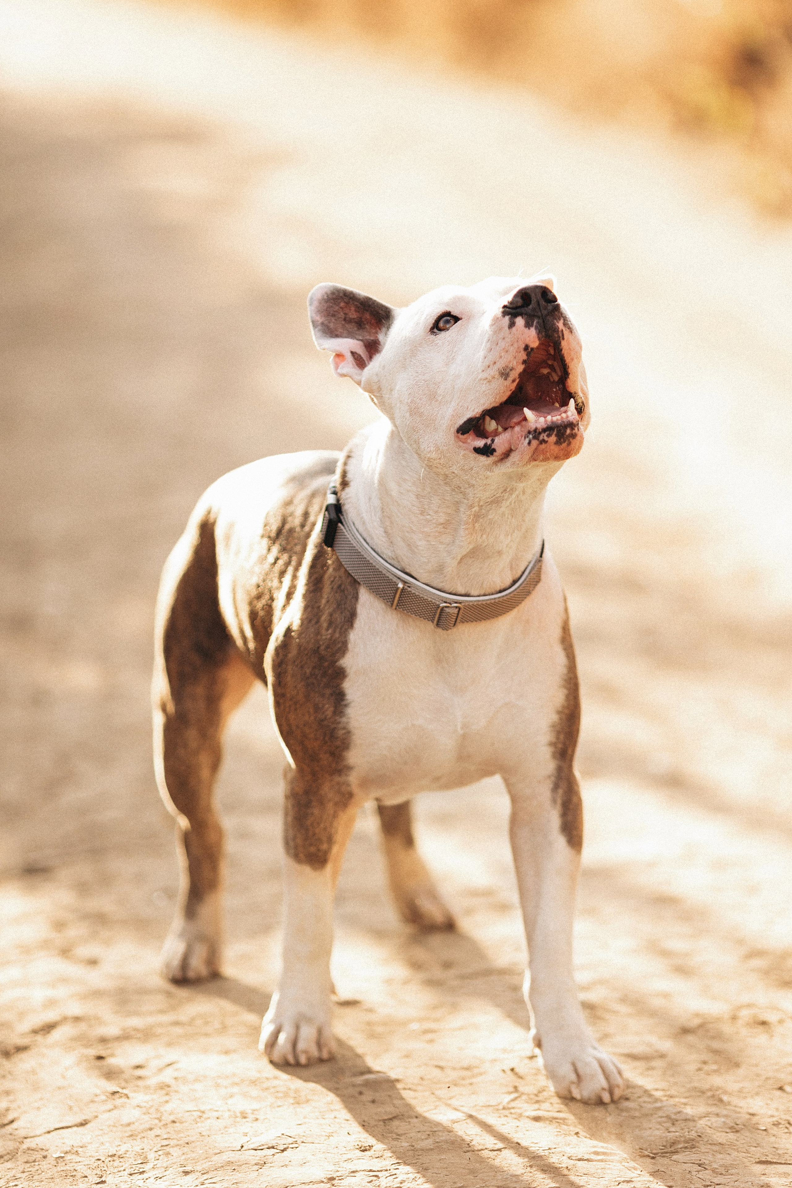 Thor&Ira. Семейный фотограф в Кишинёве Пулькина Ольга