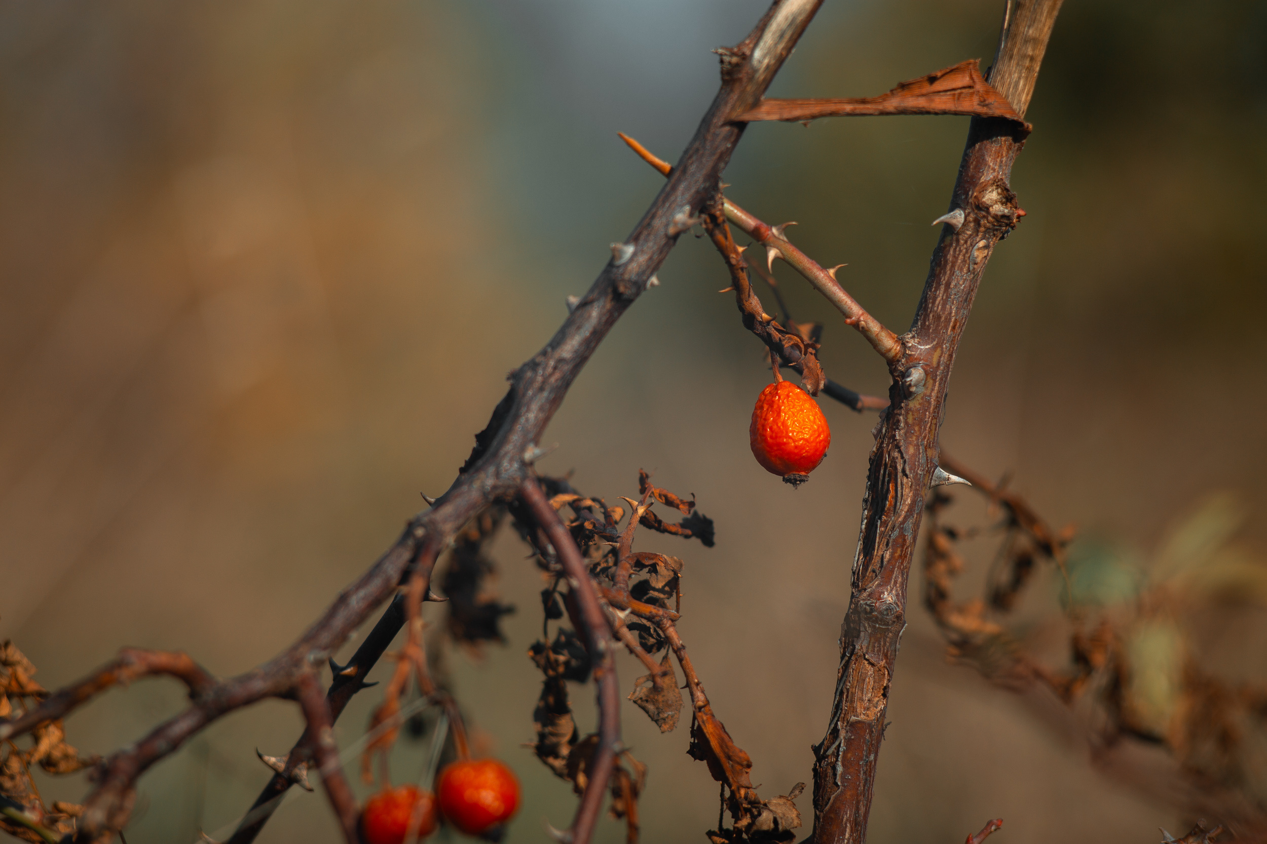 Walk with ols Soviet lenses. Dimitri Ilkov Photography — Capturing Life’s Moments in Edmonton, Cana