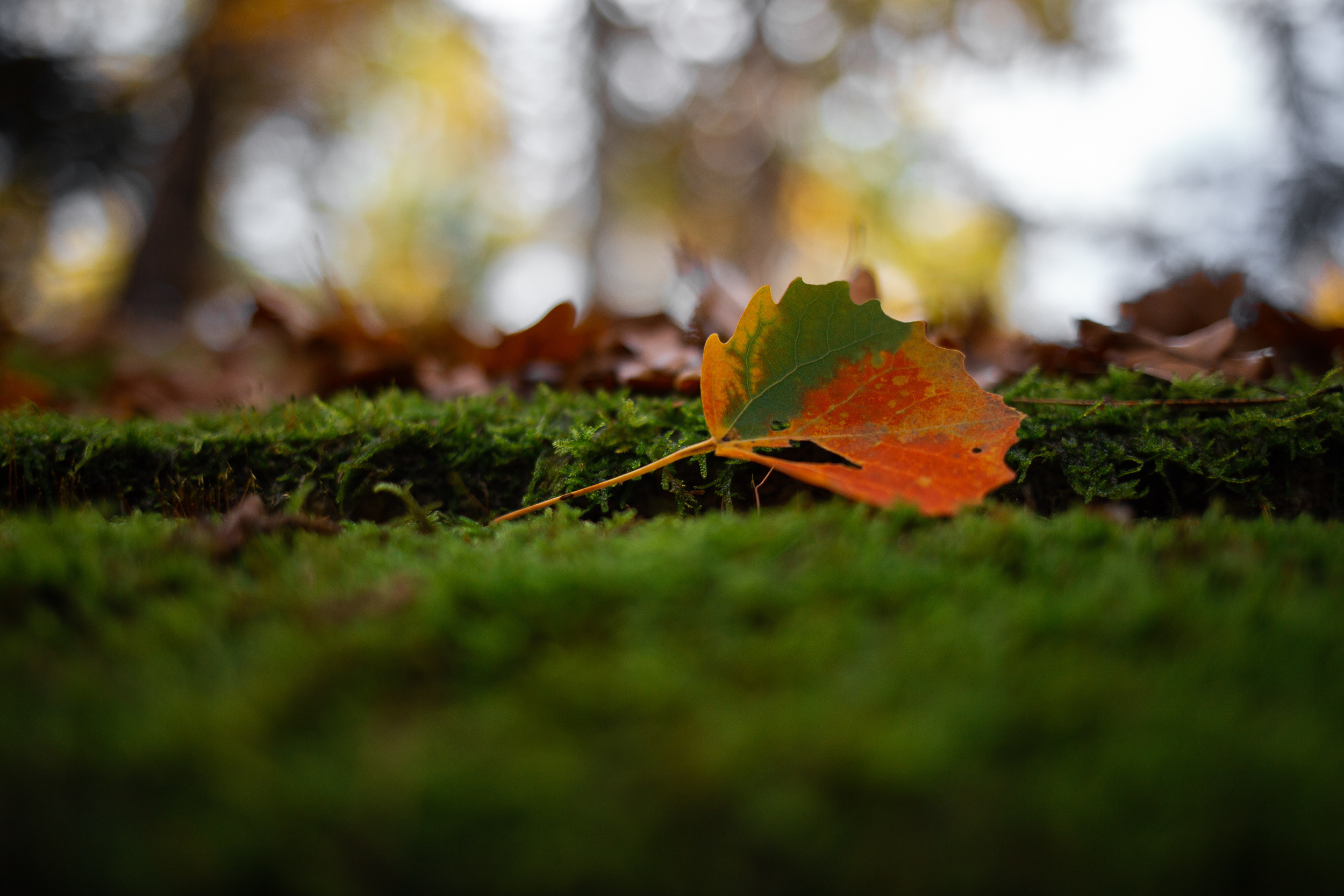 Walk with ols Soviet lenses. Dimitri Ilkov Photography — Capturing Life’s Moments in Edmonton, Cana