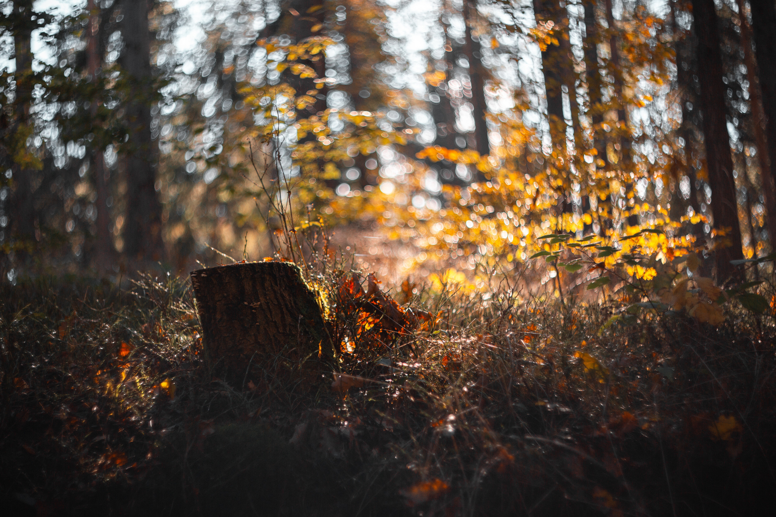 Walk with ols Soviet lenses. Dimitri Ilkov Photography — Capturing Life’s Moments in Edmonton, Cana