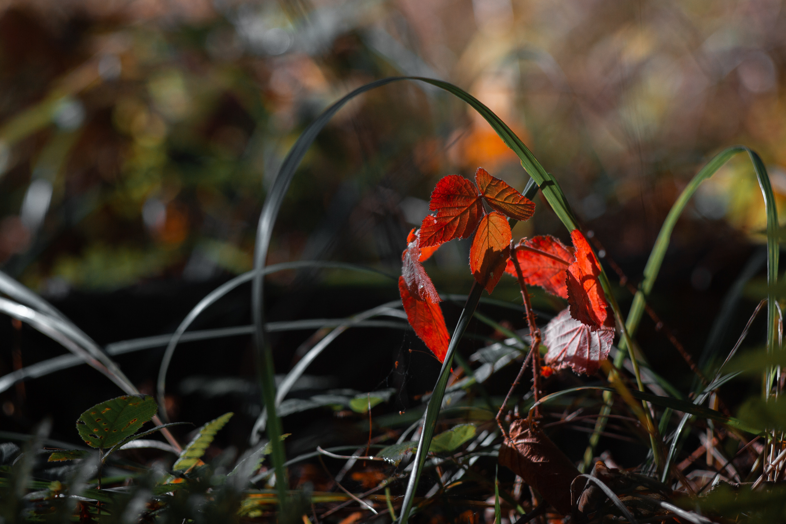 Walk with ols Soviet lenses. Dimitri Ilkov Photography — Capturing Life’s Moments in Edmonton, Cana