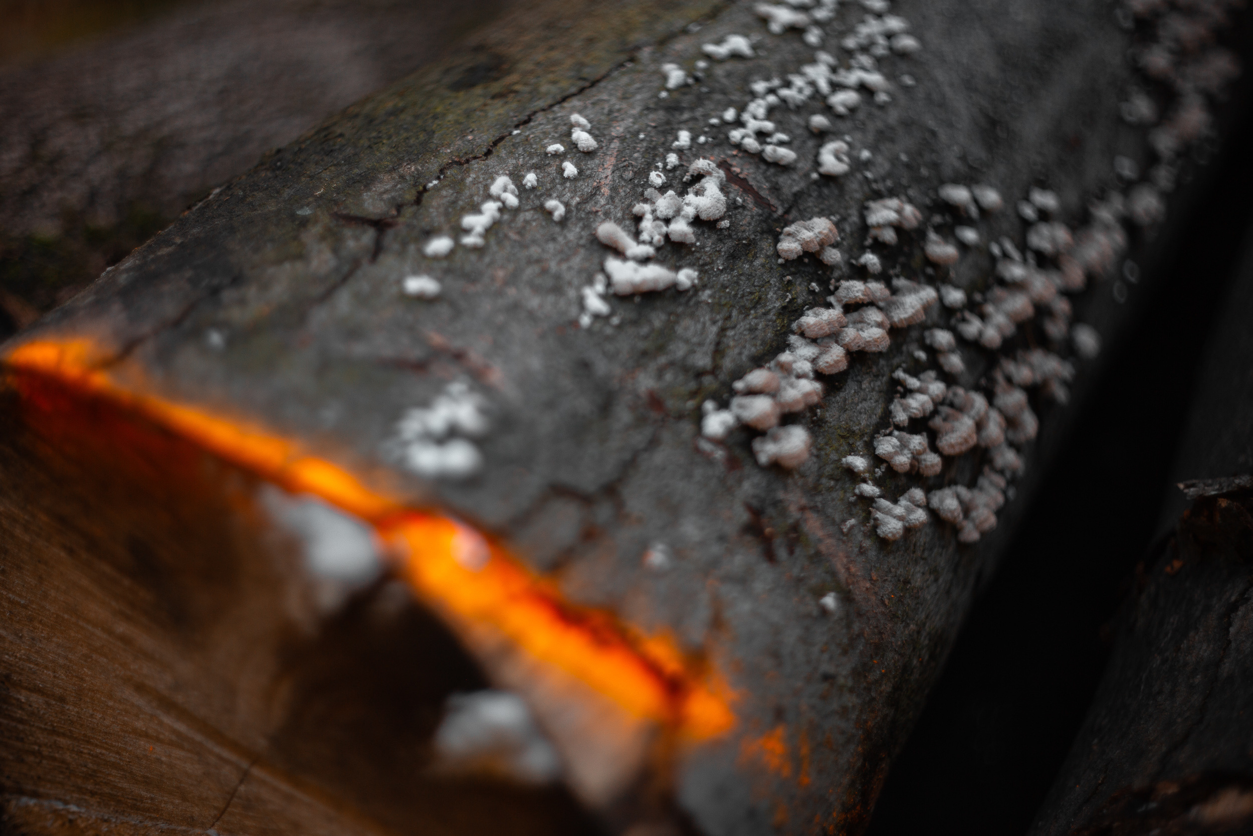 Walk with ols Soviet lenses. Dimitri Ilkov Photography — Capturing Life’s Moments in Edmonton, Cana