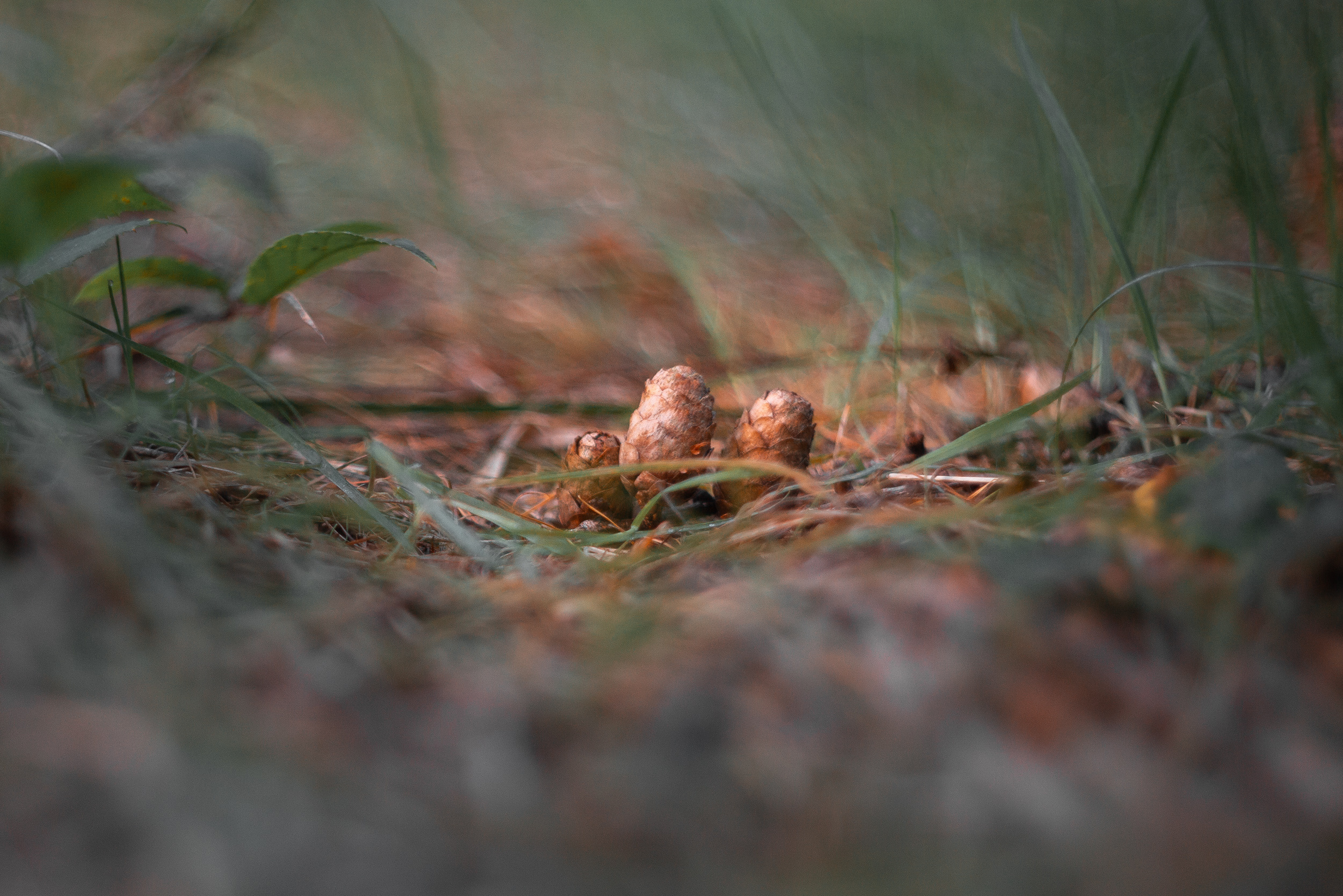 Walk with ols Soviet lenses. Dimitri Ilkov Photography — Capturing Life’s Moments in Edmonton, Cana