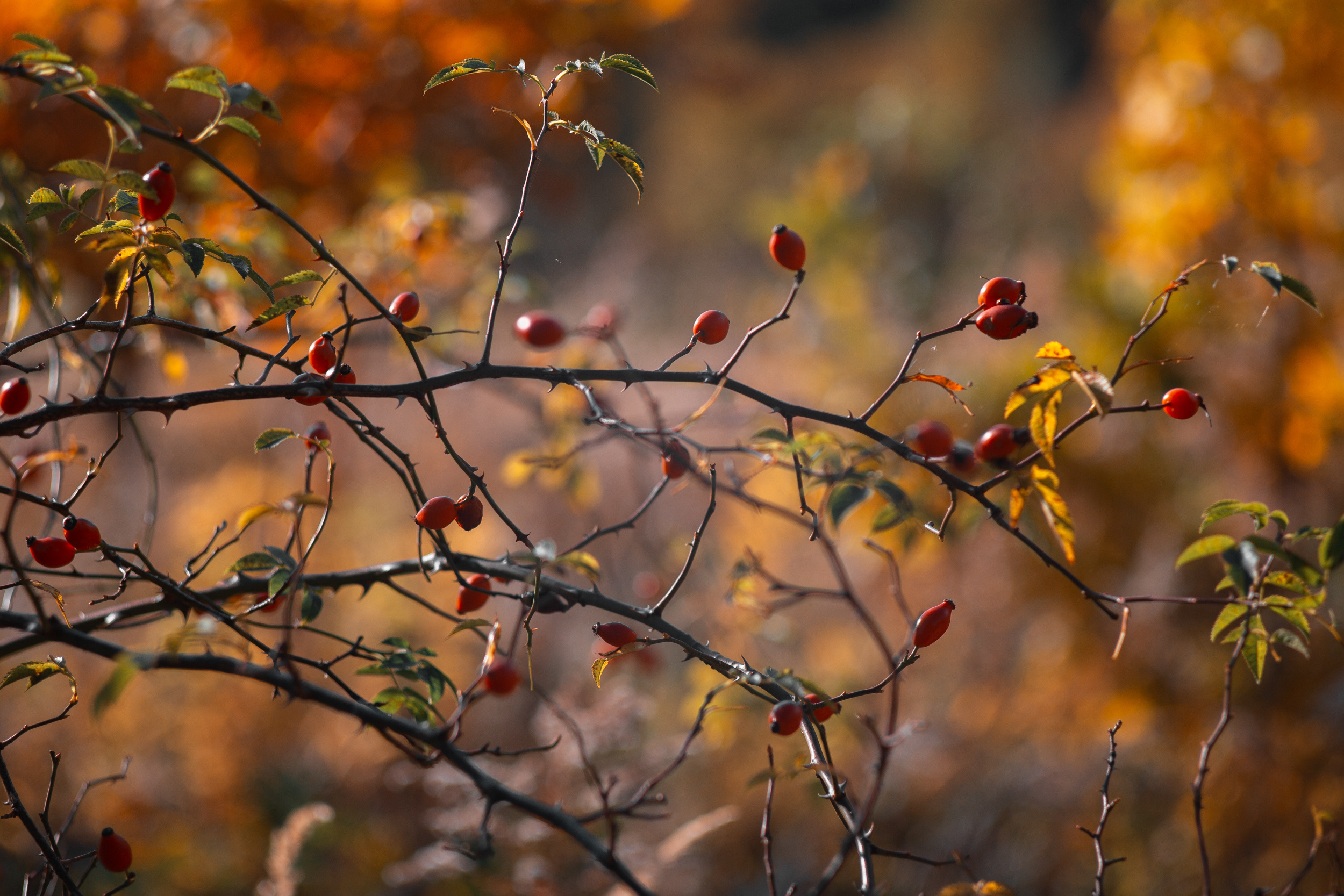 Walk with ols Soviet lenses. Dimitri Ilkov Photography — Capturing Life’s Moments in Edmonton, Cana