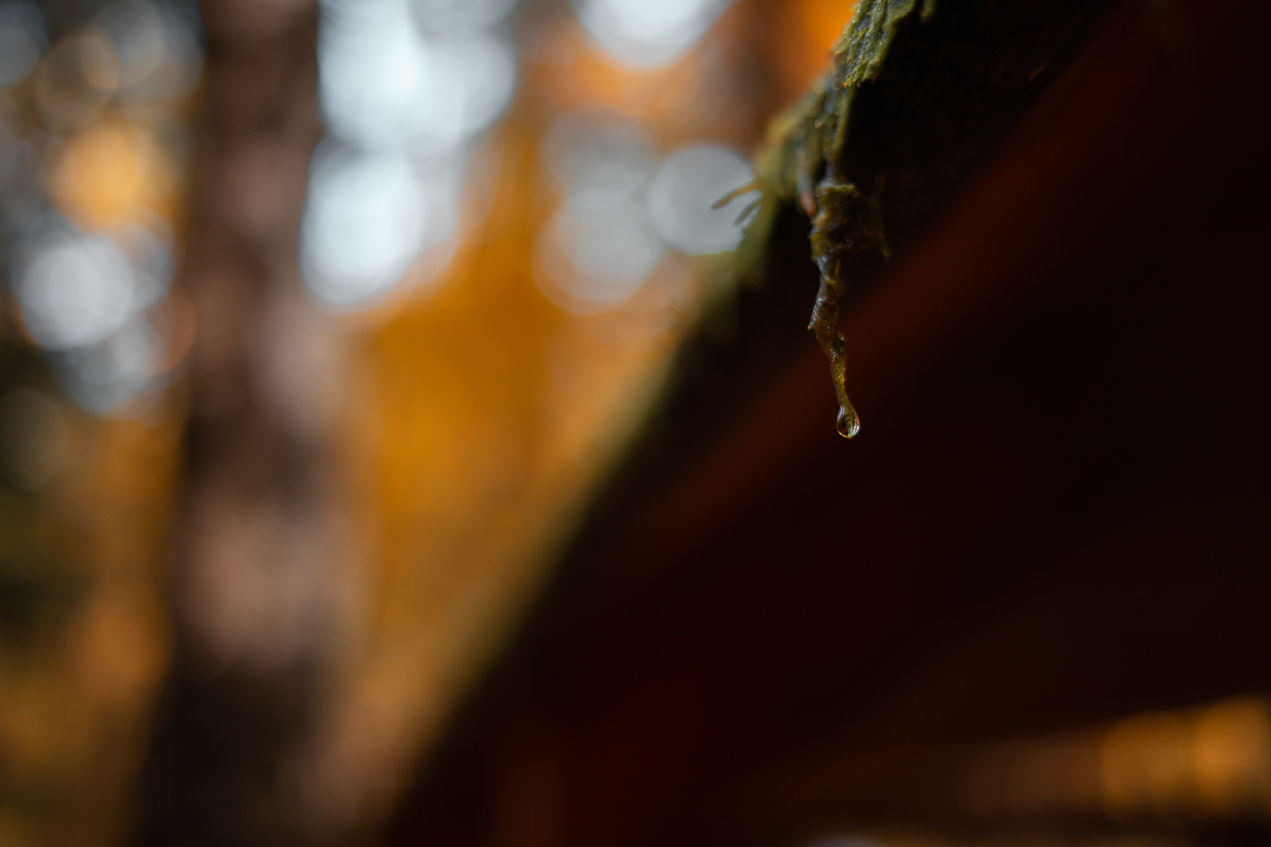 Walk with ols Soviet lenses. Dimitri Ilkov Photography — Capturing Life’s Moments in Edmonton, Cana