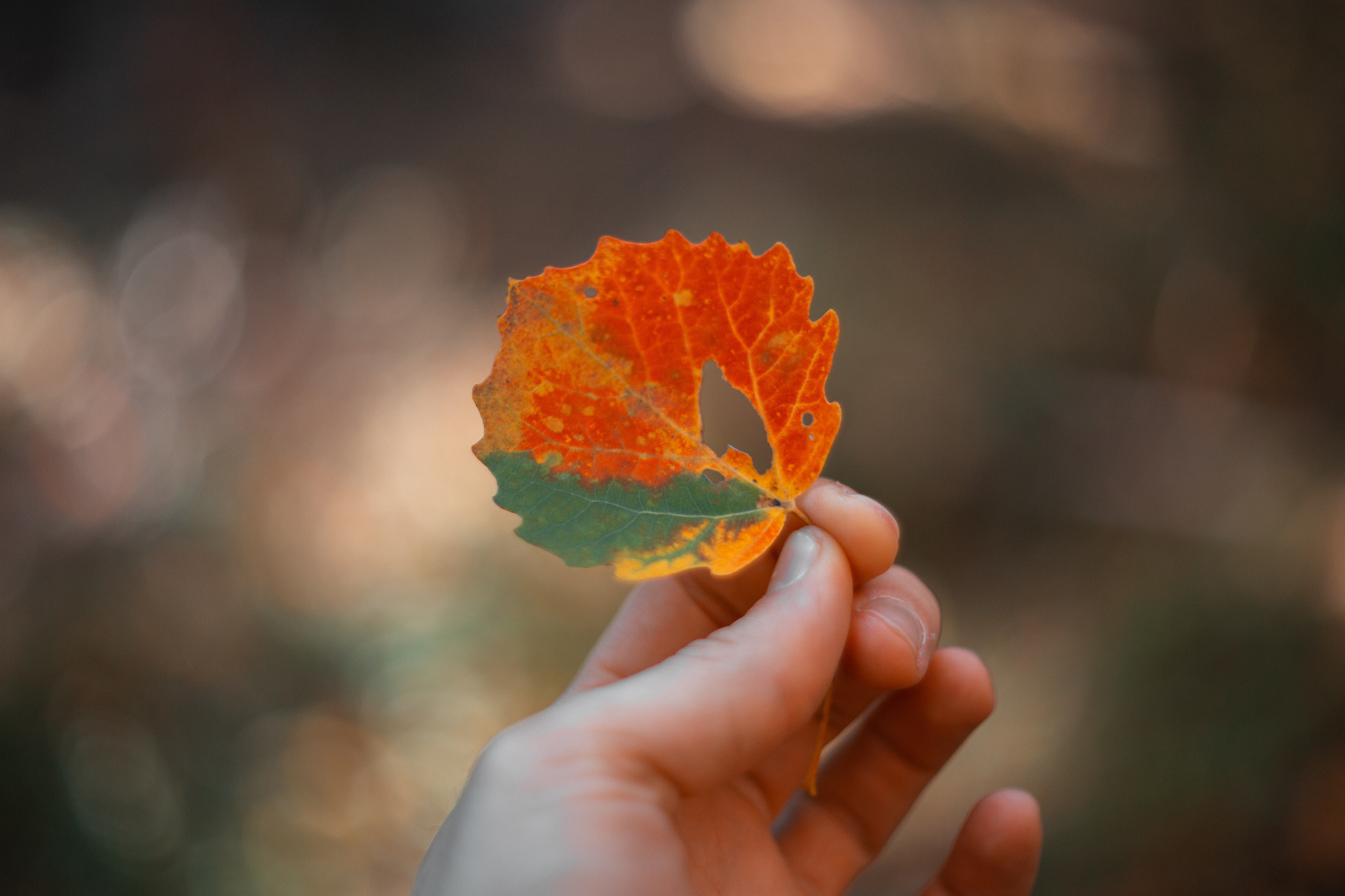 Walk with ols Soviet lenses. Dimitri Ilkov Photography — Capturing Life’s Moments in Edmonton, Cana