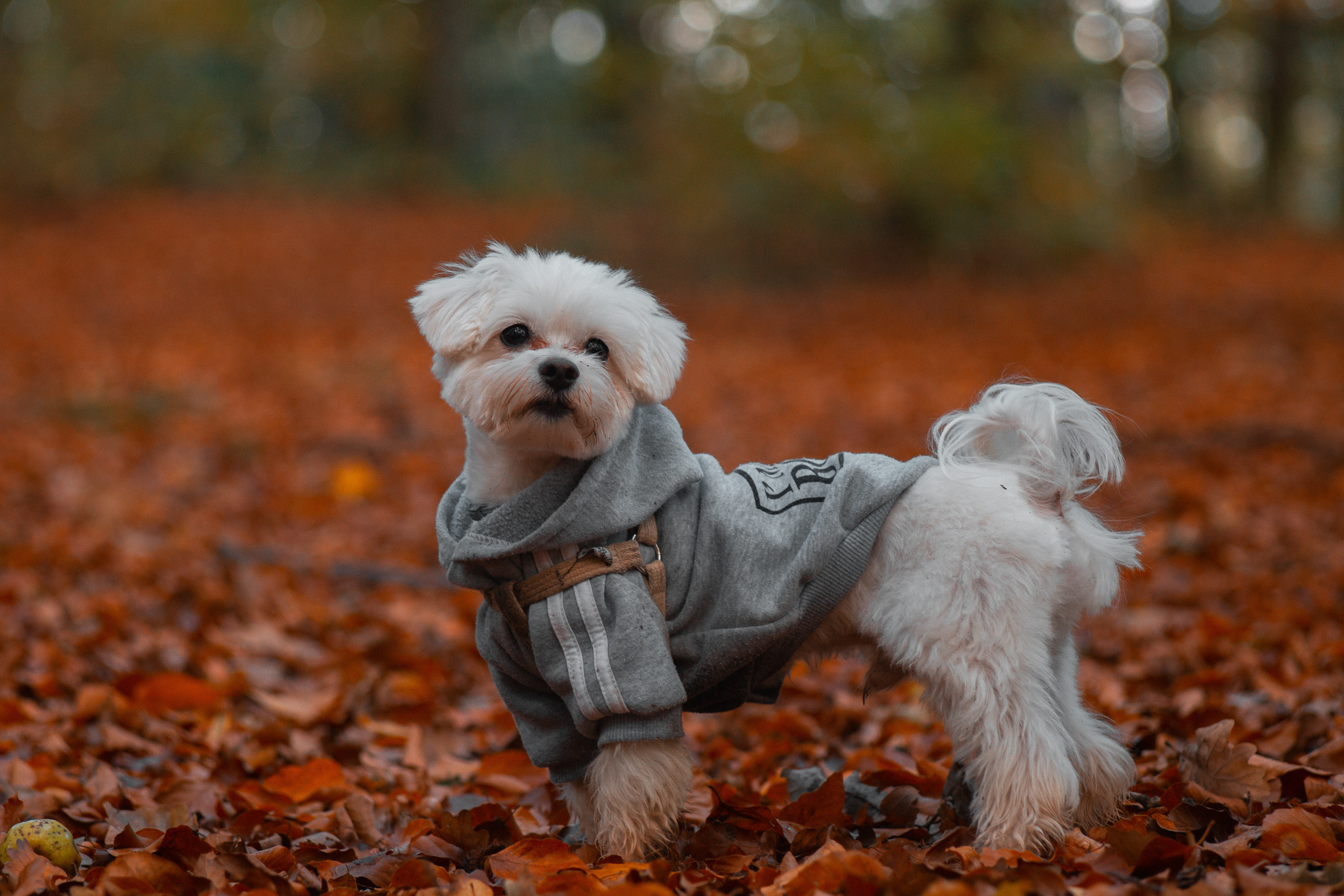 Walk with ols Soviet lenses. Dimitri Ilkov Photography — Capturing Life’s Moments in Edmonton, Cana