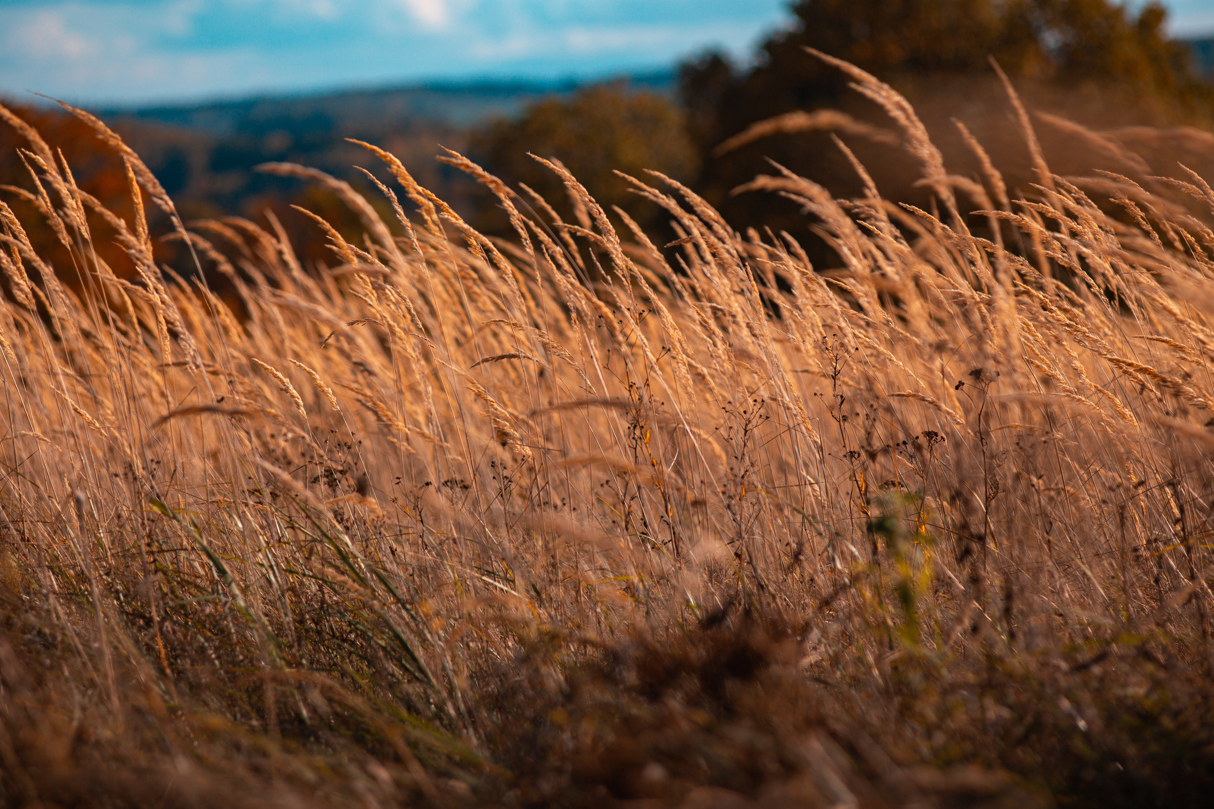 Walk with ols Soviet lenses. Dimitri Ilkov Photography — Capturing Life’s Moments in Edmonton, Cana