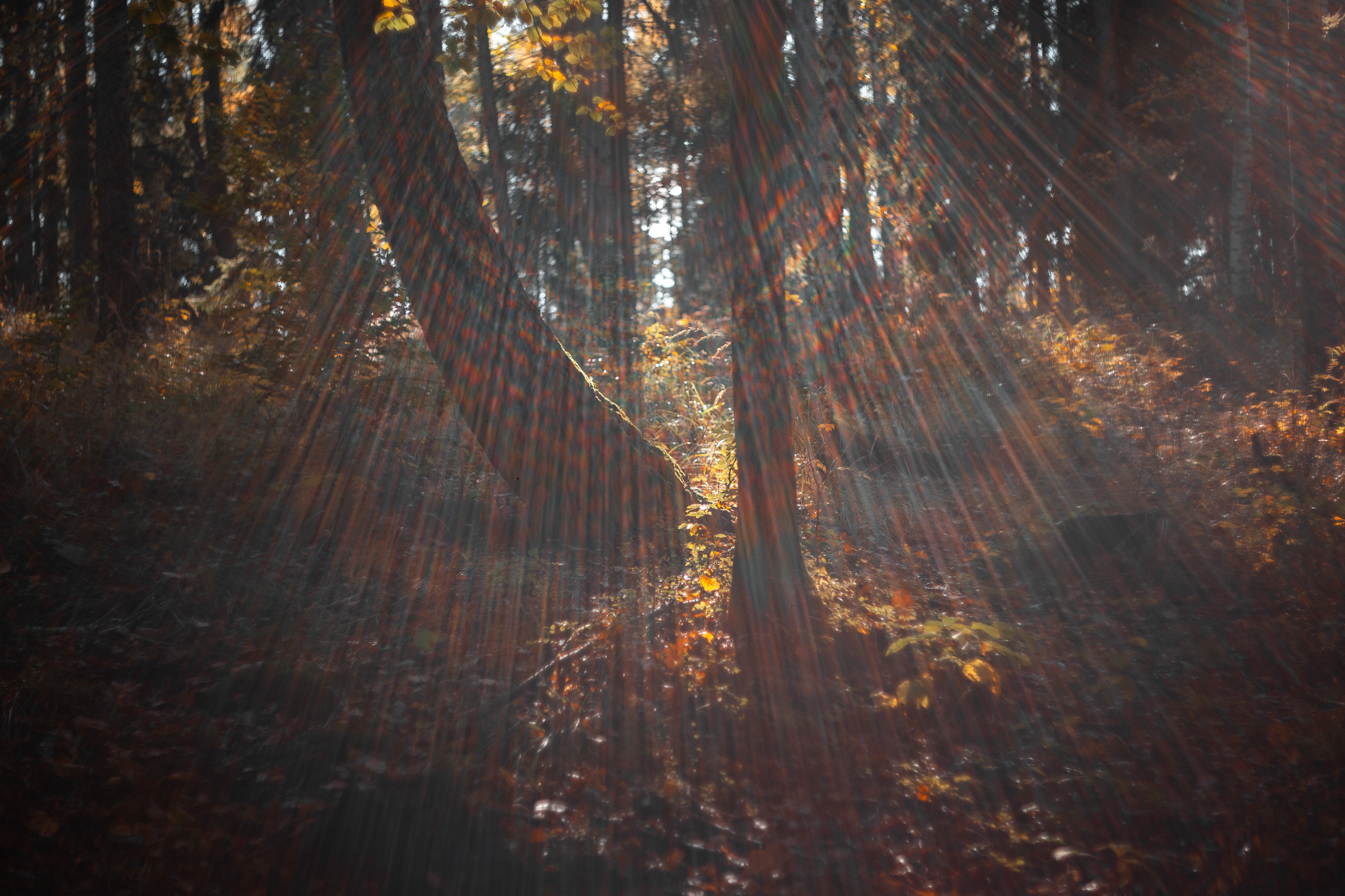 Walk with ols Soviet lenses. Dimitri Ilkov Photography — Capturing Life’s Moments in Edmonton, Cana