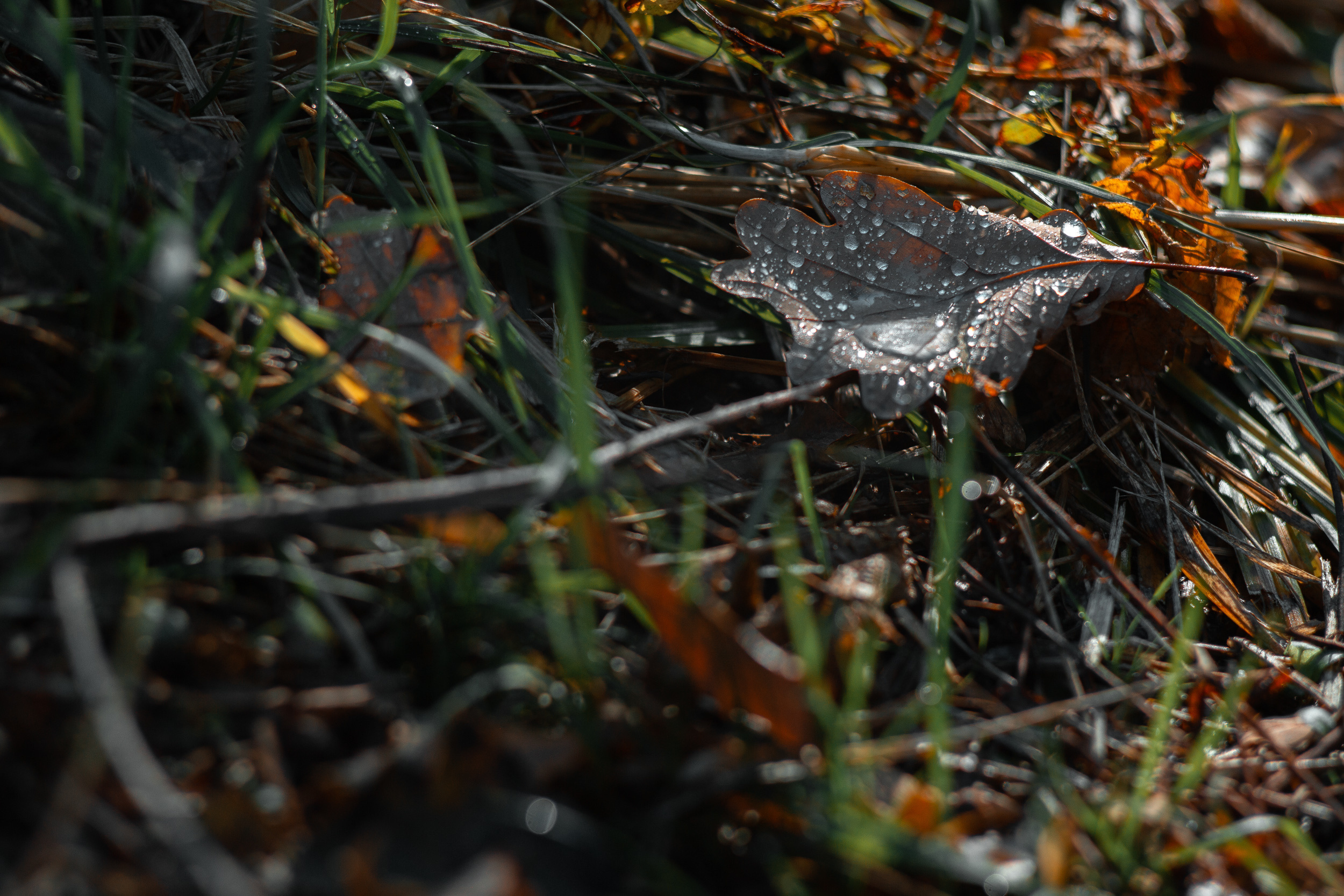 Walk with ols Soviet lenses. Dimitri Ilkov Photography — Capturing Life’s Moments in Edmonton, Cana