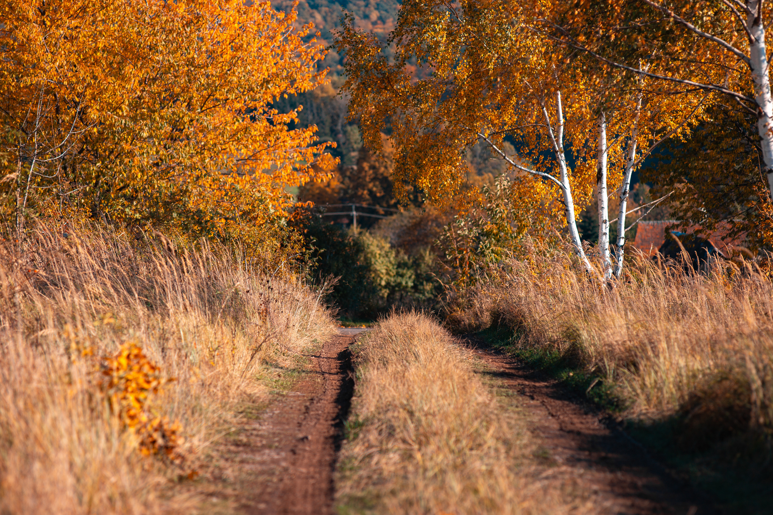 Walk with ols Soviet lenses. Dimitri Ilkov Photography — Capturing Life’s Moments in Edmonton, Cana