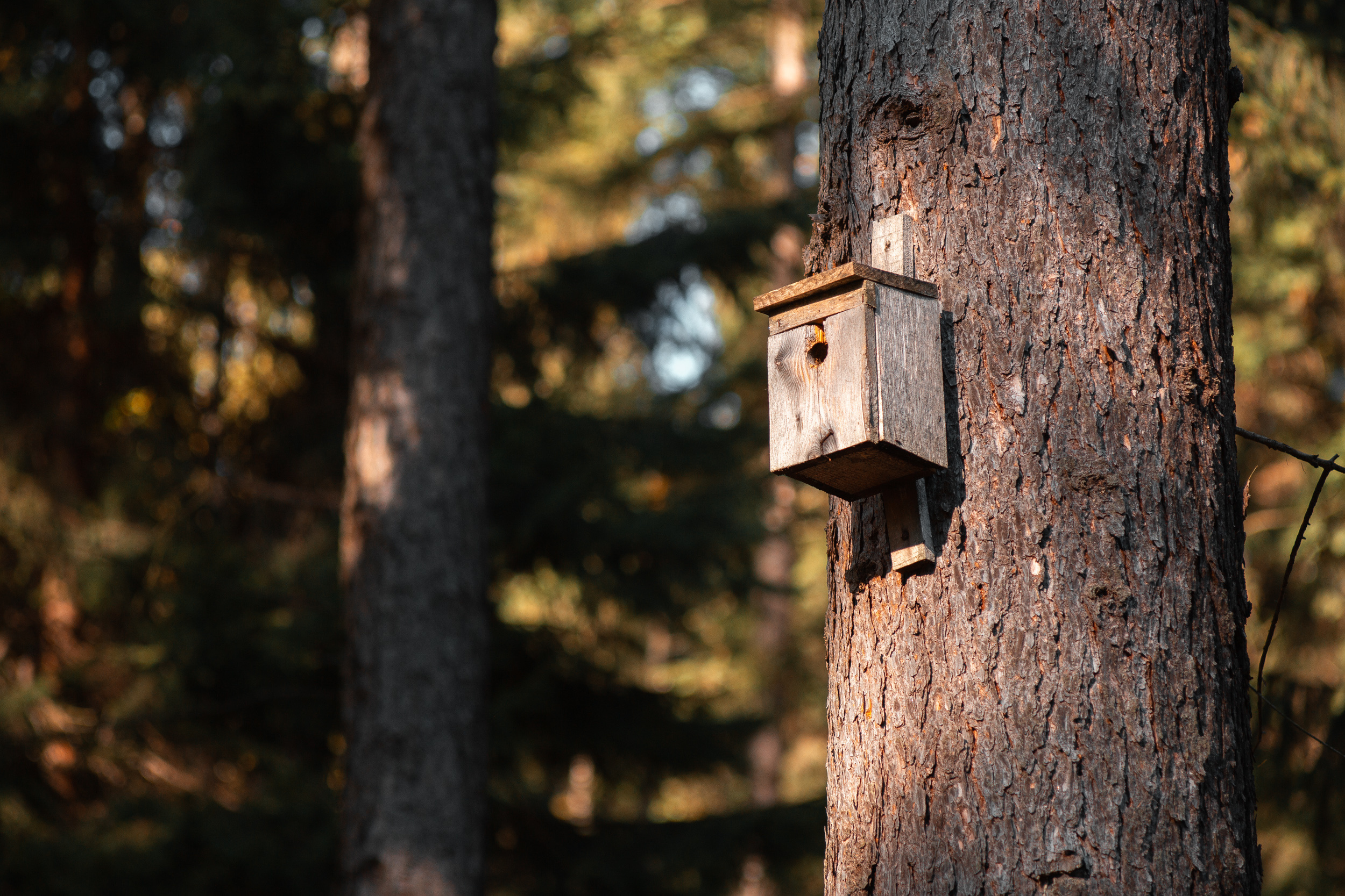 Walk with ols Soviet lenses. Dimitri Ilkov Photography — Capturing Life’s Moments in Edmonton, Cana