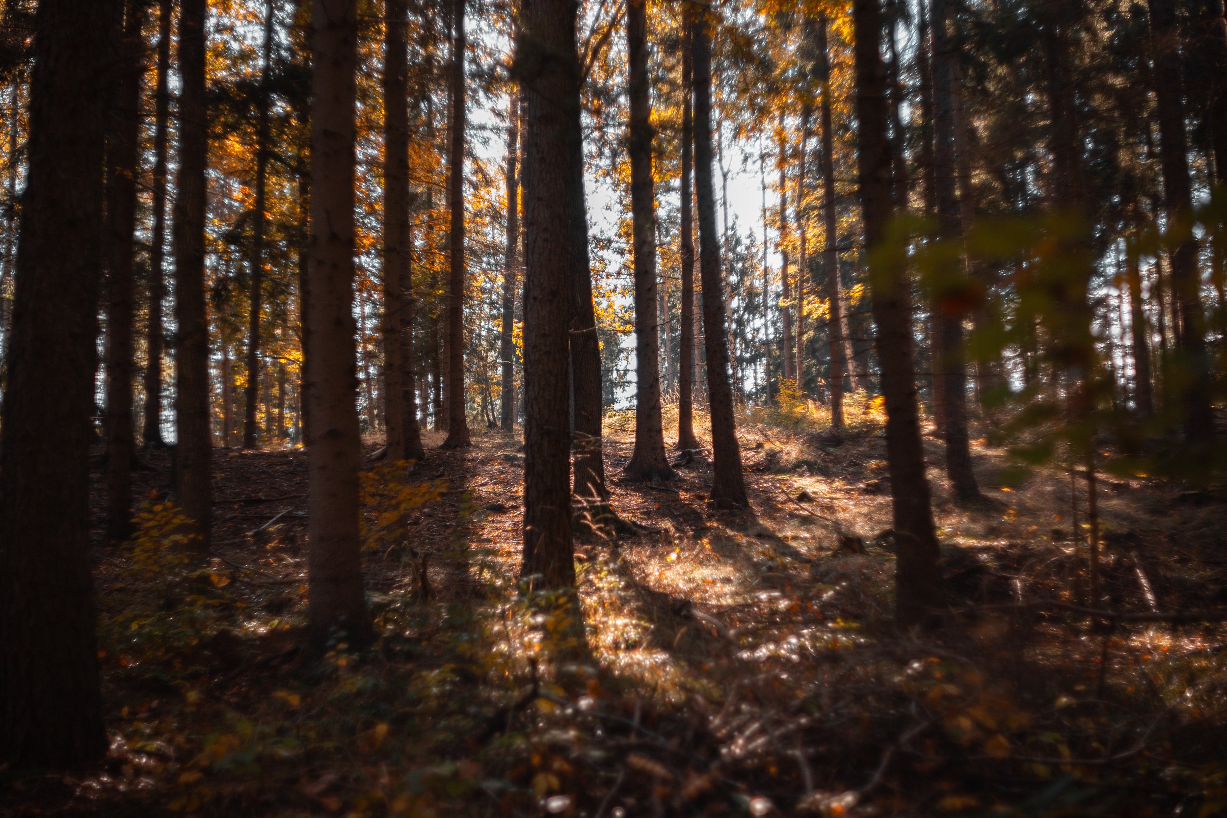 Walk with ols Soviet lenses. Dimitri Ilkov Photography — Capturing Life’s Moments in Edmonton, Cana