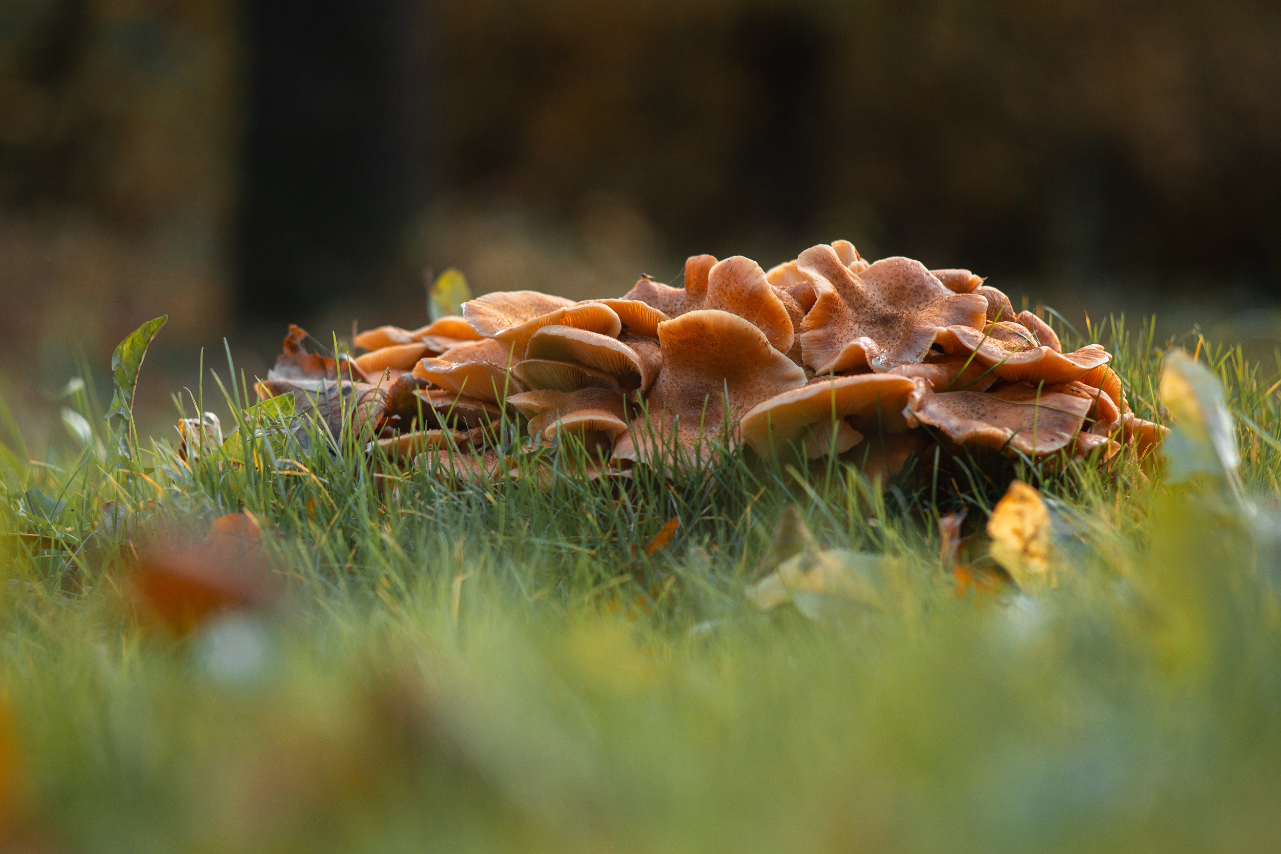 Walk with ols Soviet lenses. Dimitri Ilkov Photography — Capturing Life’s Moments in Edmonton, Cana