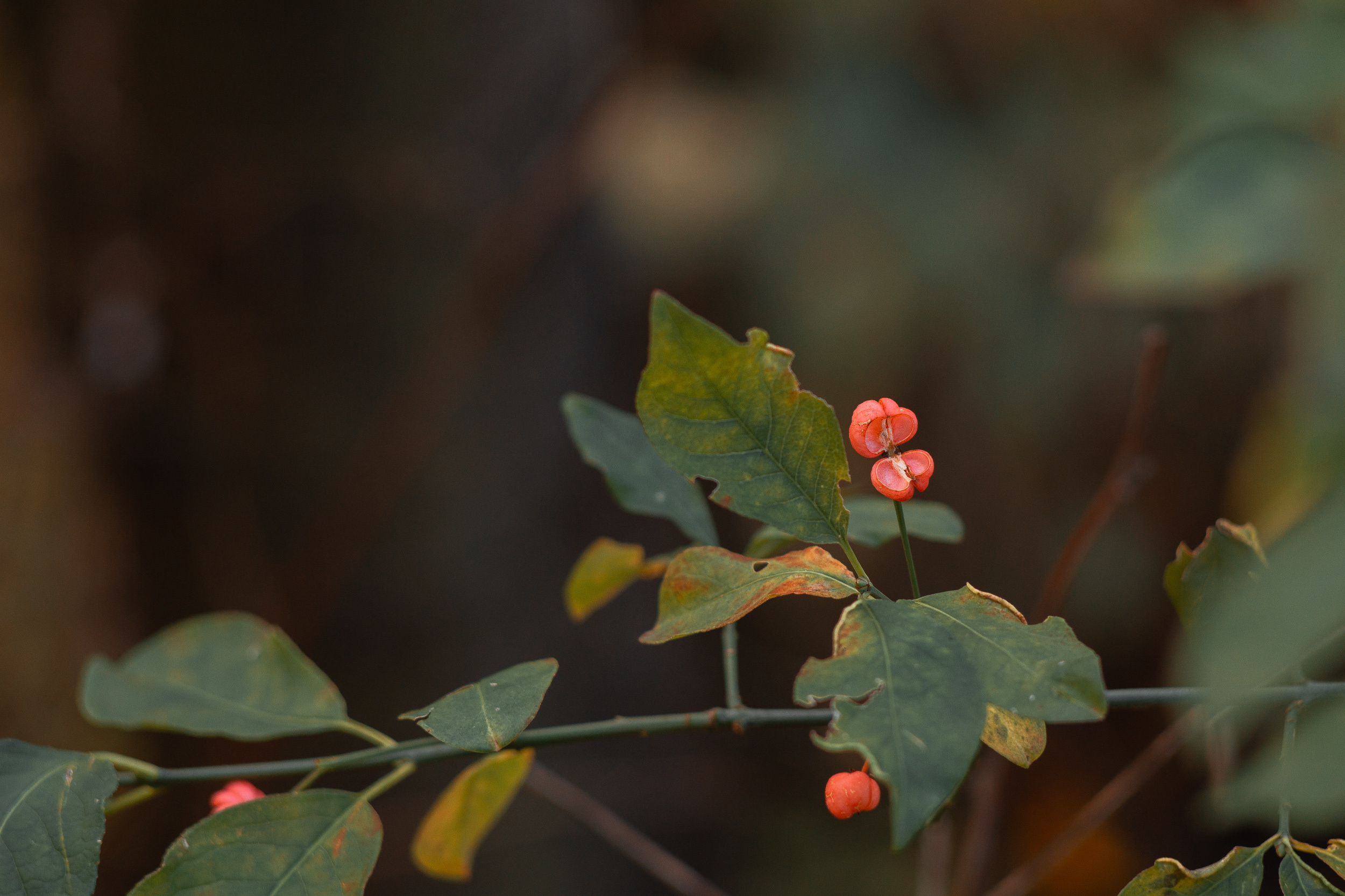 Walk with ols Soviet lenses. Dimitri Ilkov Photography — Capturing Life’s Moments in Edmonton, Cana