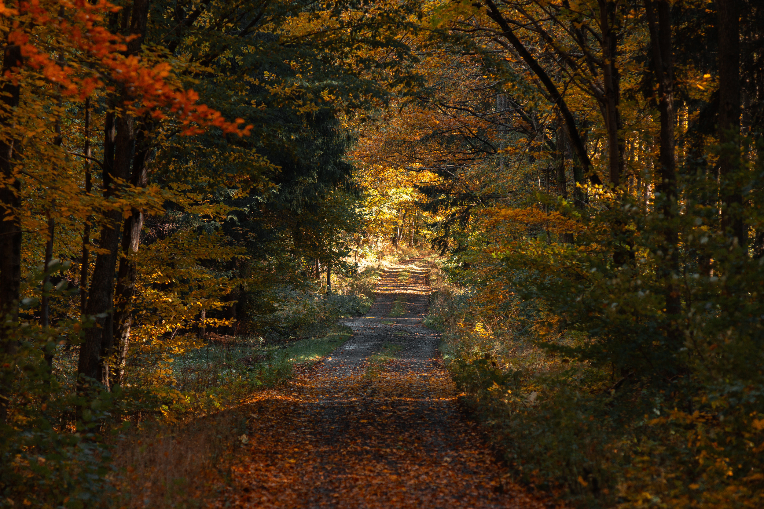 Walk with ols Soviet lenses. Dimitri Ilkov Photography — Capturing Life’s Moments in Edmonton, Cana