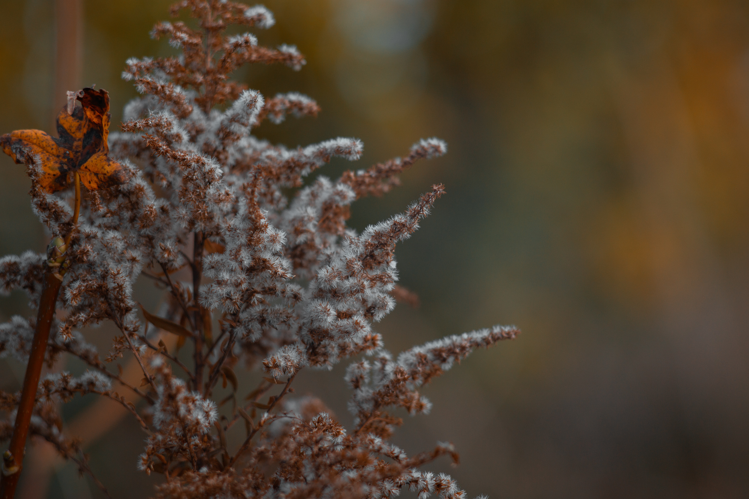 Walk with ols Soviet lenses. Dimitri Ilkov Photography — Capturing Life’s Moments in Edmonton, Cana