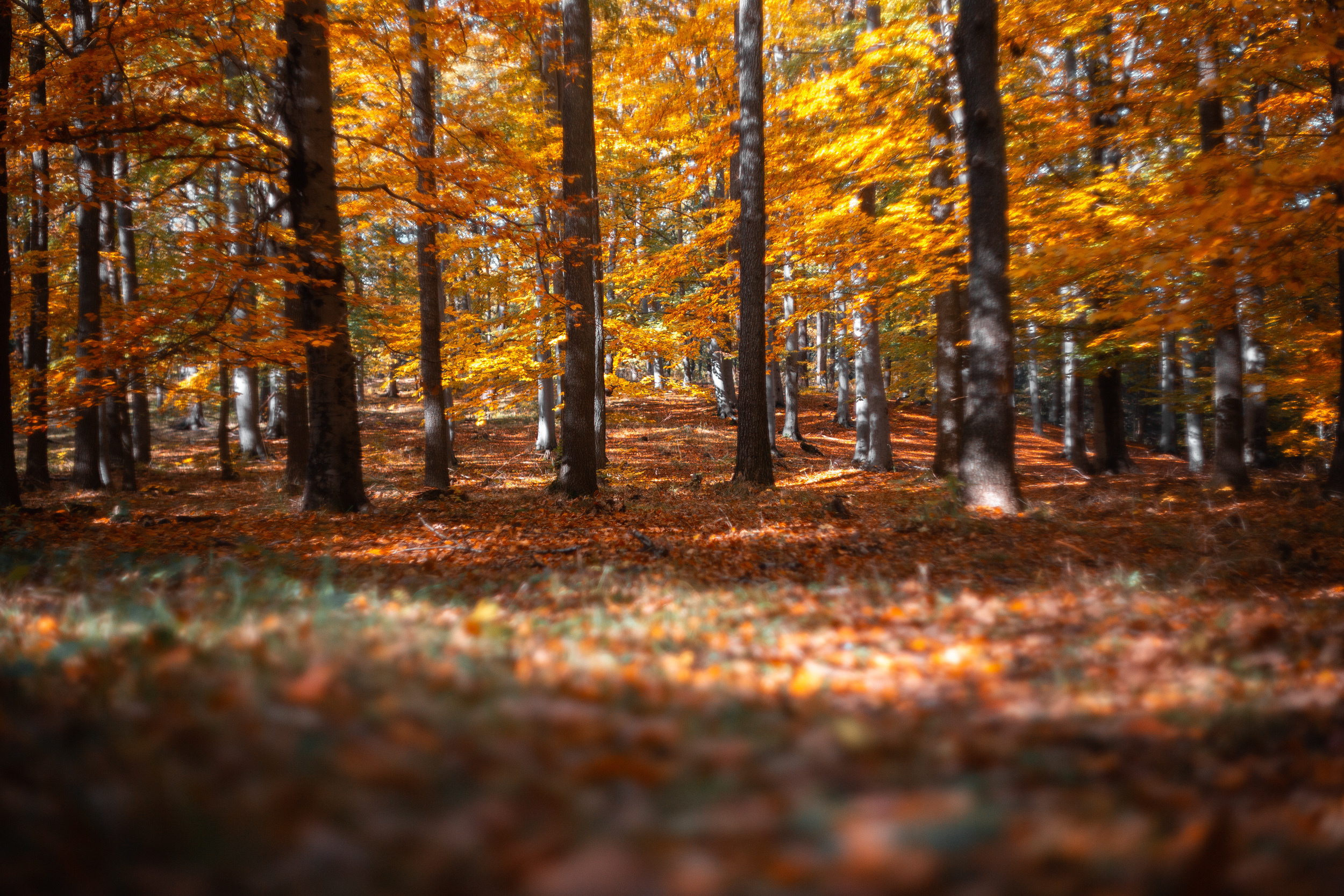 Walk with ols Soviet lenses. Dimitri Ilkov Photography — Capturing Life’s Moments in Edmonton, Cana