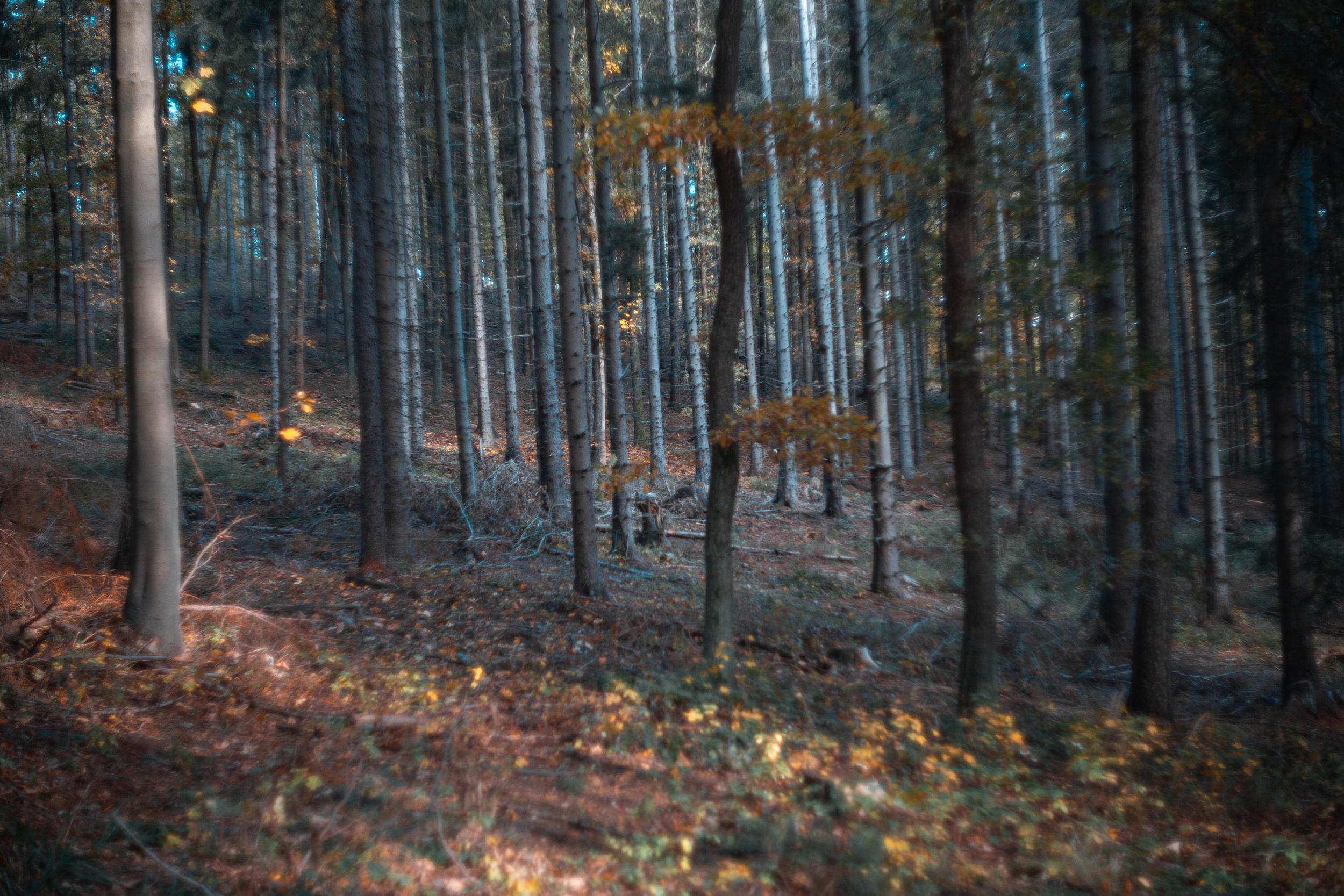 Walk with ols Soviet lenses. Dimitri Ilkov Photography — Capturing Life’s Moments in Edmonton, Cana