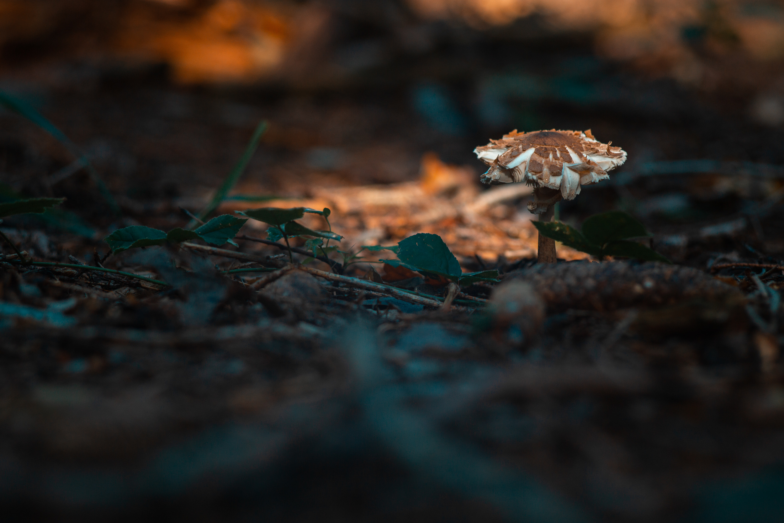 Walk with ols Soviet lenses. Dimitri Ilkov Photography — Capturing Life’s Moments in Edmonton, Cana