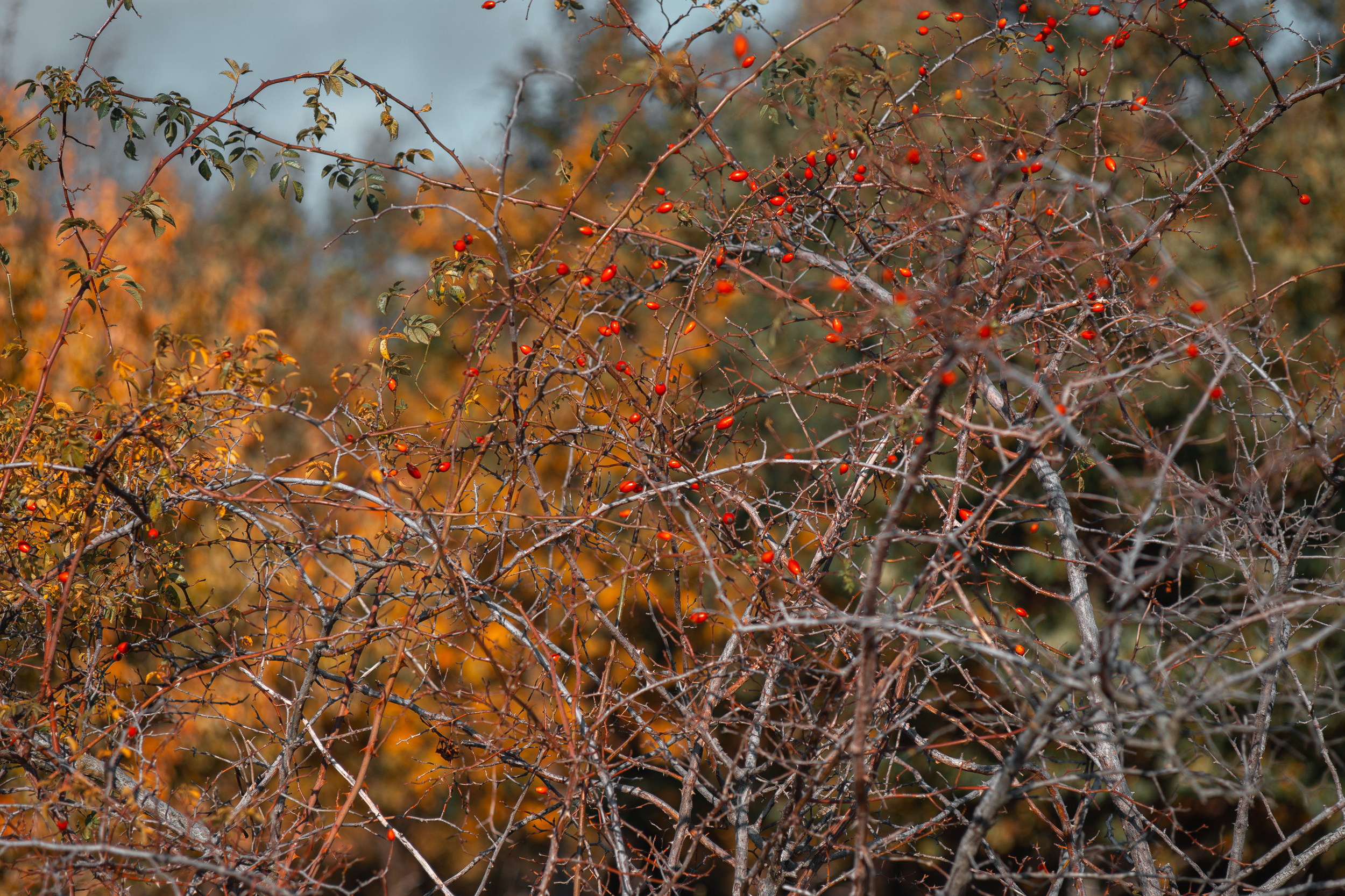 Walk with ols Soviet lenses. Dimitri Ilkov Photography — Capturing Life’s Moments in Edmonton, Cana