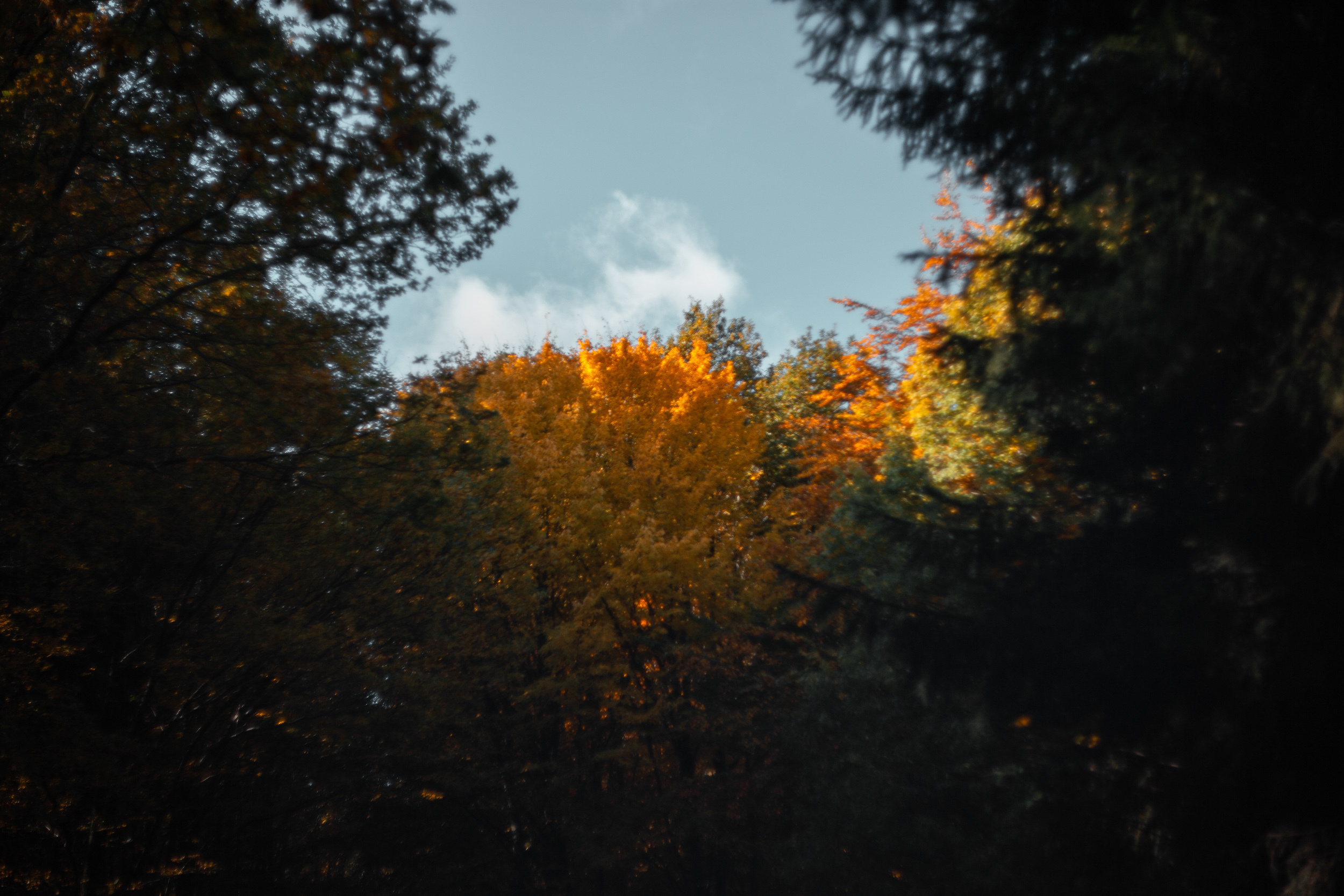 Walk with ols Soviet lenses. Dimitri Ilkov Photography — Capturing Life’s Moments in Edmonton, Cana