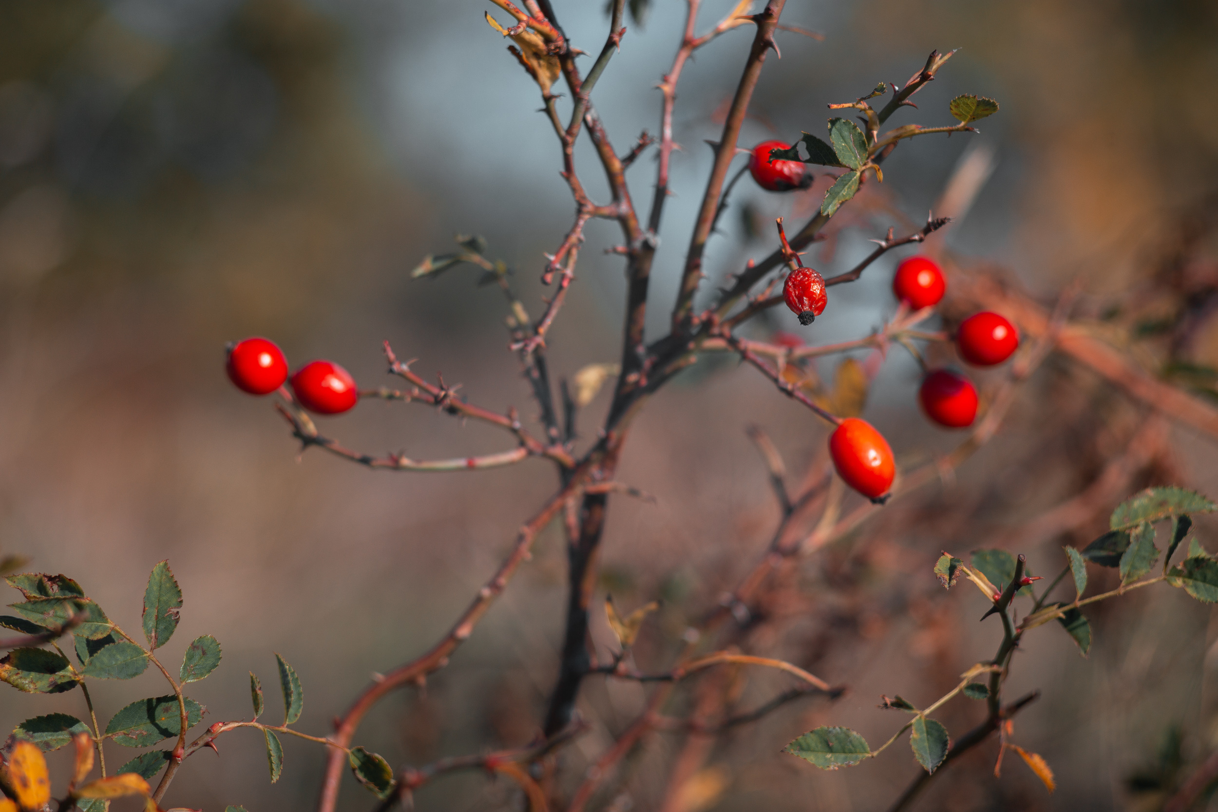 Walk with ols Soviet lenses. Dimitri Ilkov Photography — Capturing Life’s Moments in Edmonton, Cana