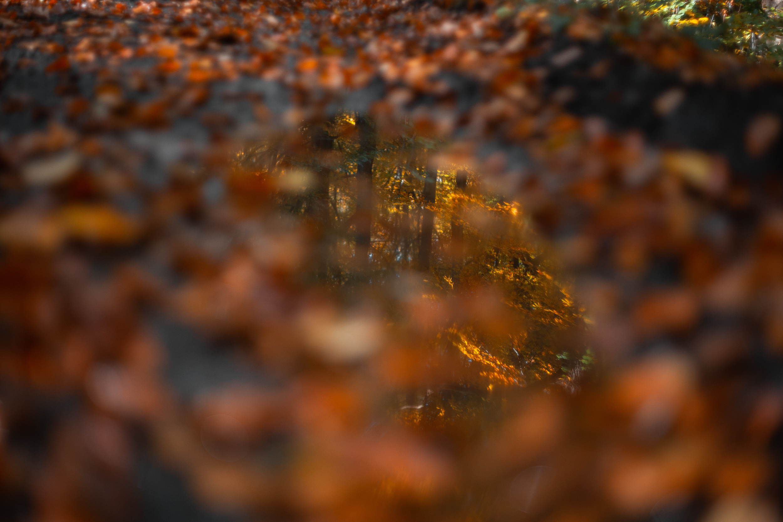 Walk with ols Soviet lenses. Dimitri Ilkov Photography — Capturing Life’s Moments in Edmonton, Cana