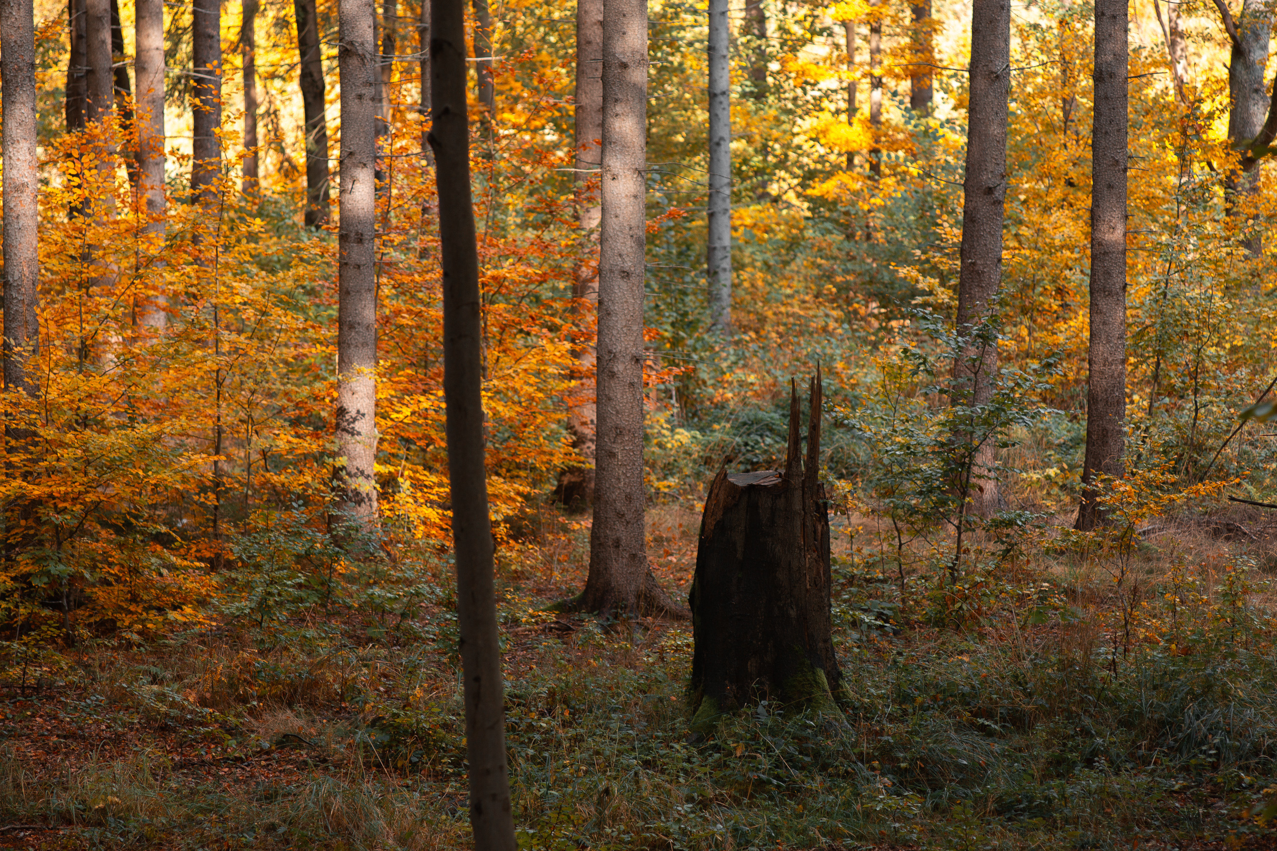 Walk with ols Soviet lenses. Dimitri Ilkov Photography — Capturing Life’s Moments in Edmonton, Cana