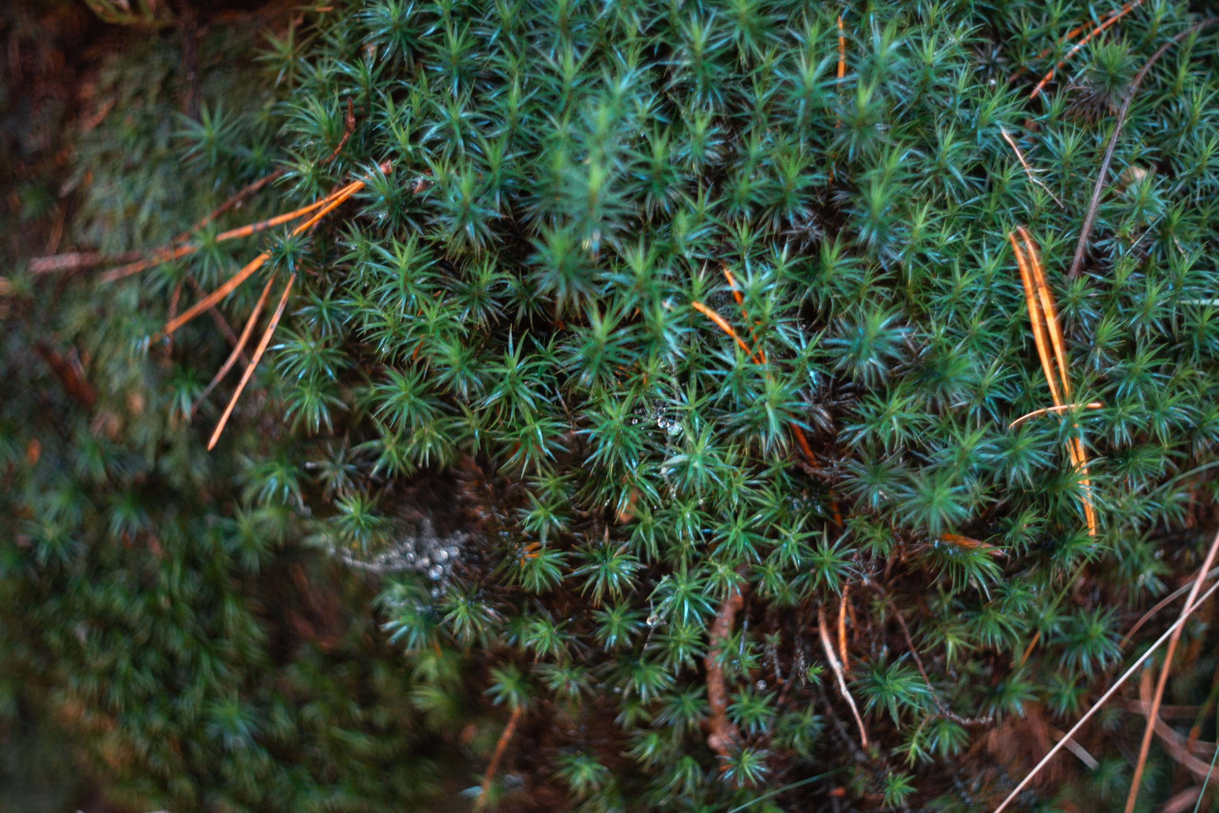 Walk with ols Soviet lenses. Dimitri Ilkov Photography — Capturing Life’s Moments in Edmonton, Cana