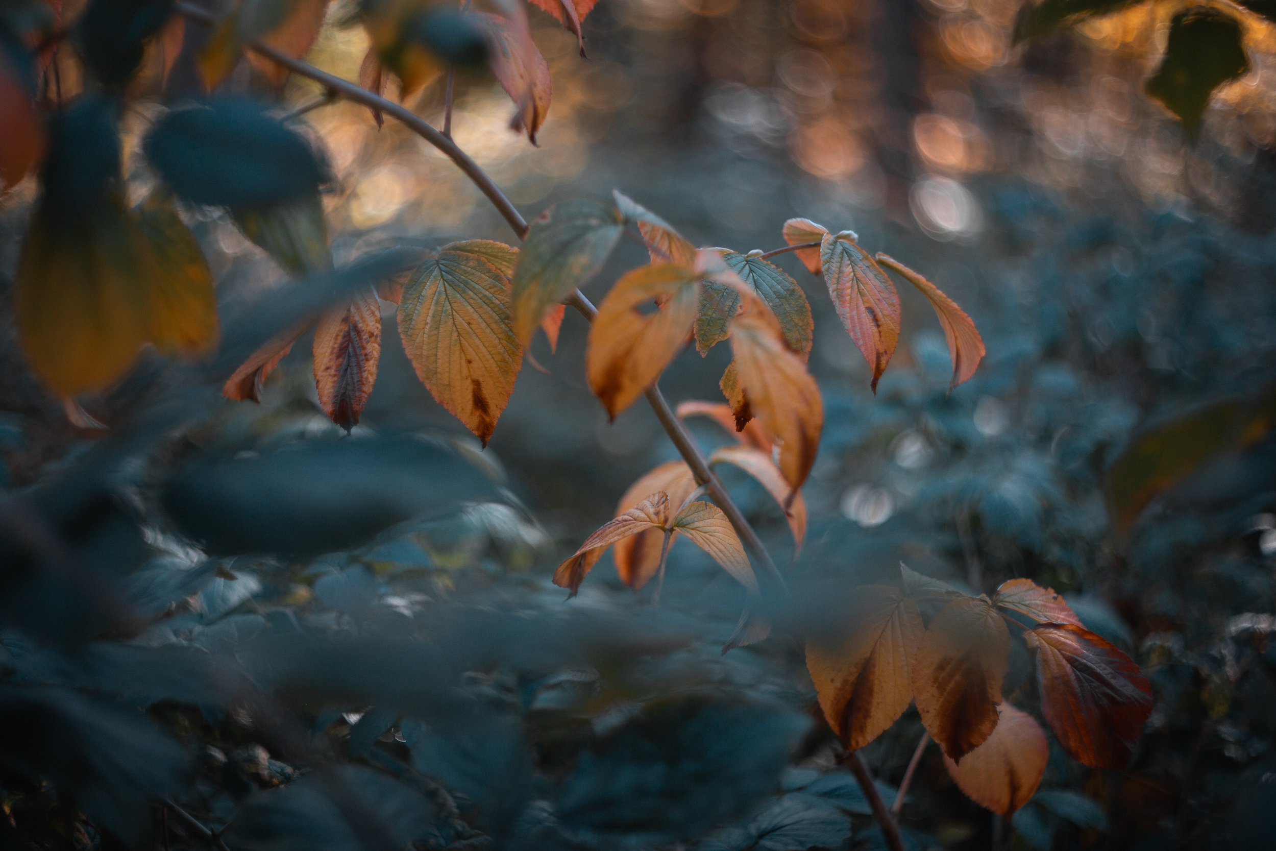 Walk with ols Soviet lenses. Dimitri Ilkov Photography — Capturing Life’s Moments in Edmonton, Cana