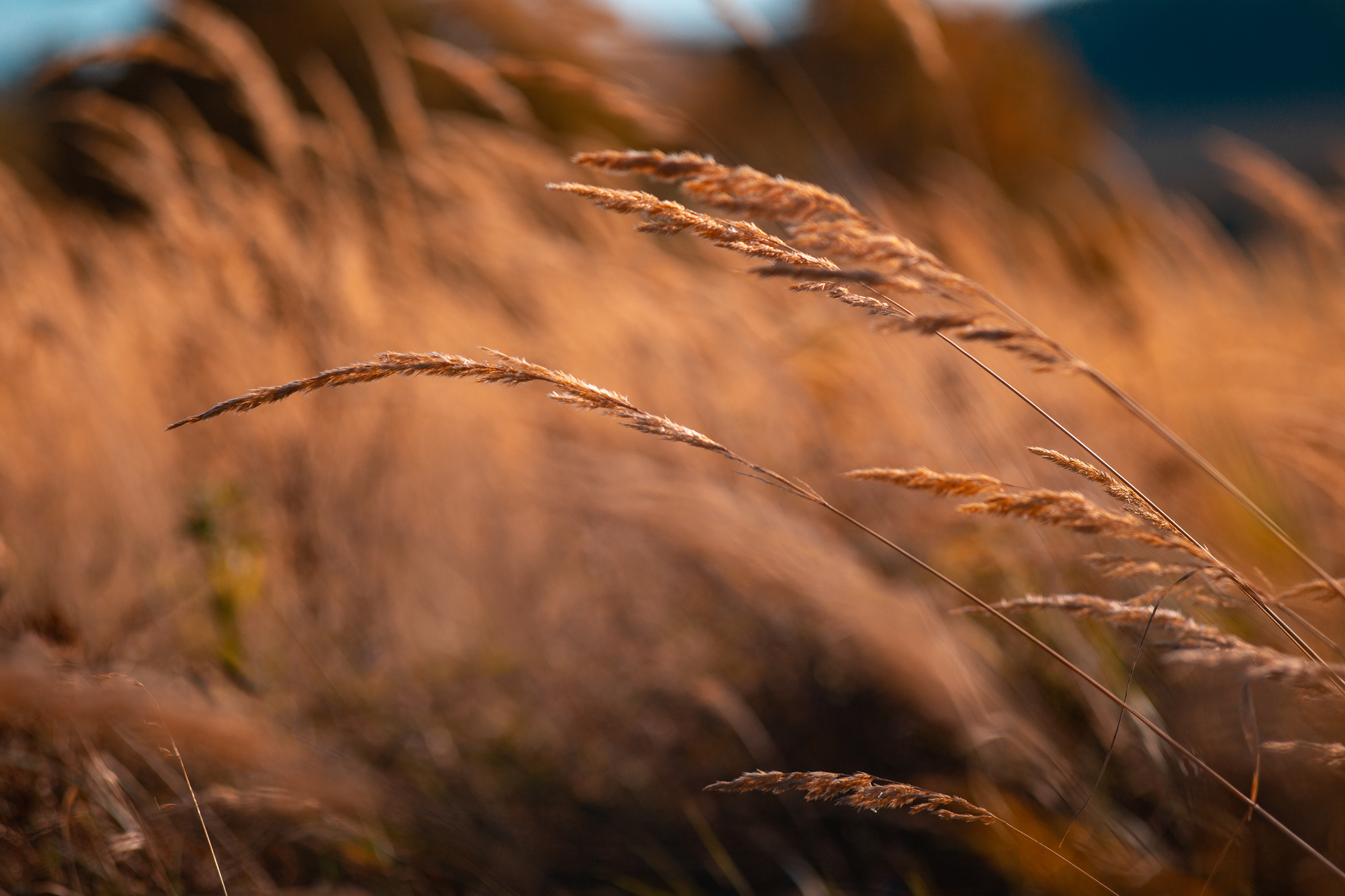 Walk with ols Soviet lenses. Dimitri Ilkov Photography — Capturing Life’s Moments in Edmonton, Cana