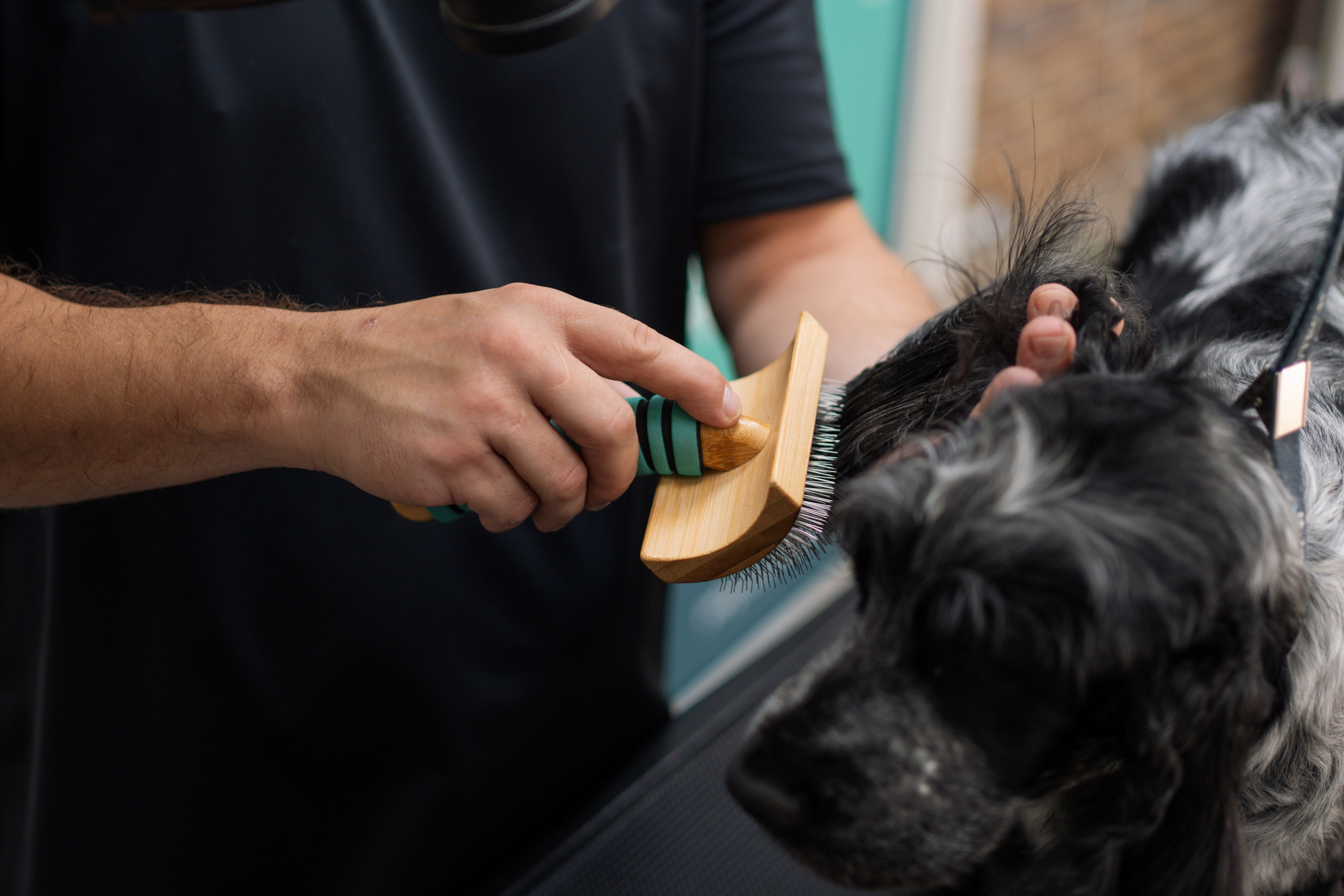 PetGroom Timisoara. Cozac Cristian Photographer